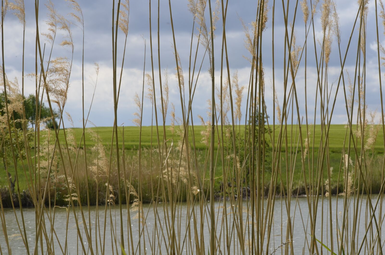 Nikon D5100 sample photo. Reed, bank, waters photography