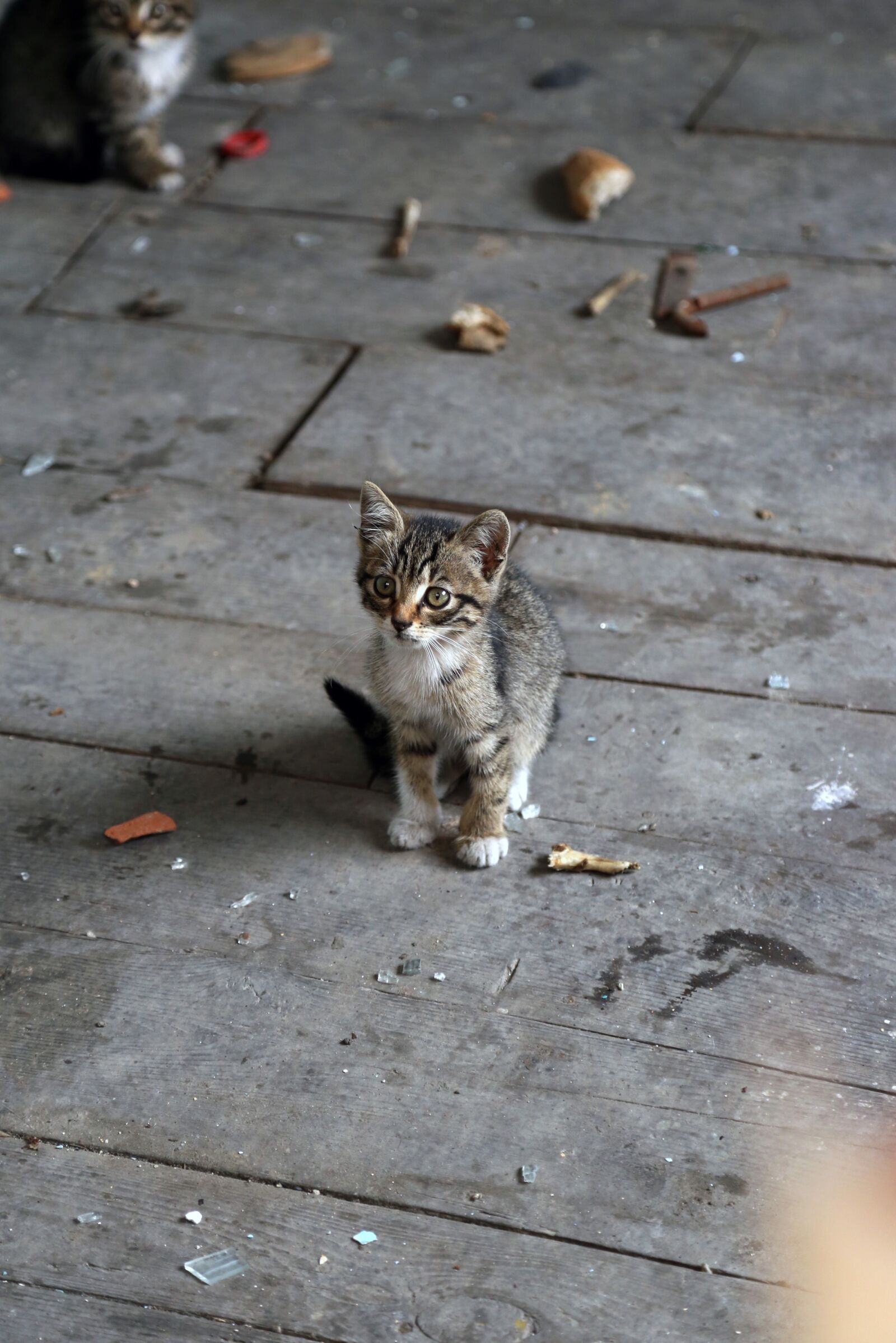 Canon EOS 6D + Canon EF 24-105mm F4L IS USM sample photo. Cat, cub, cute photography