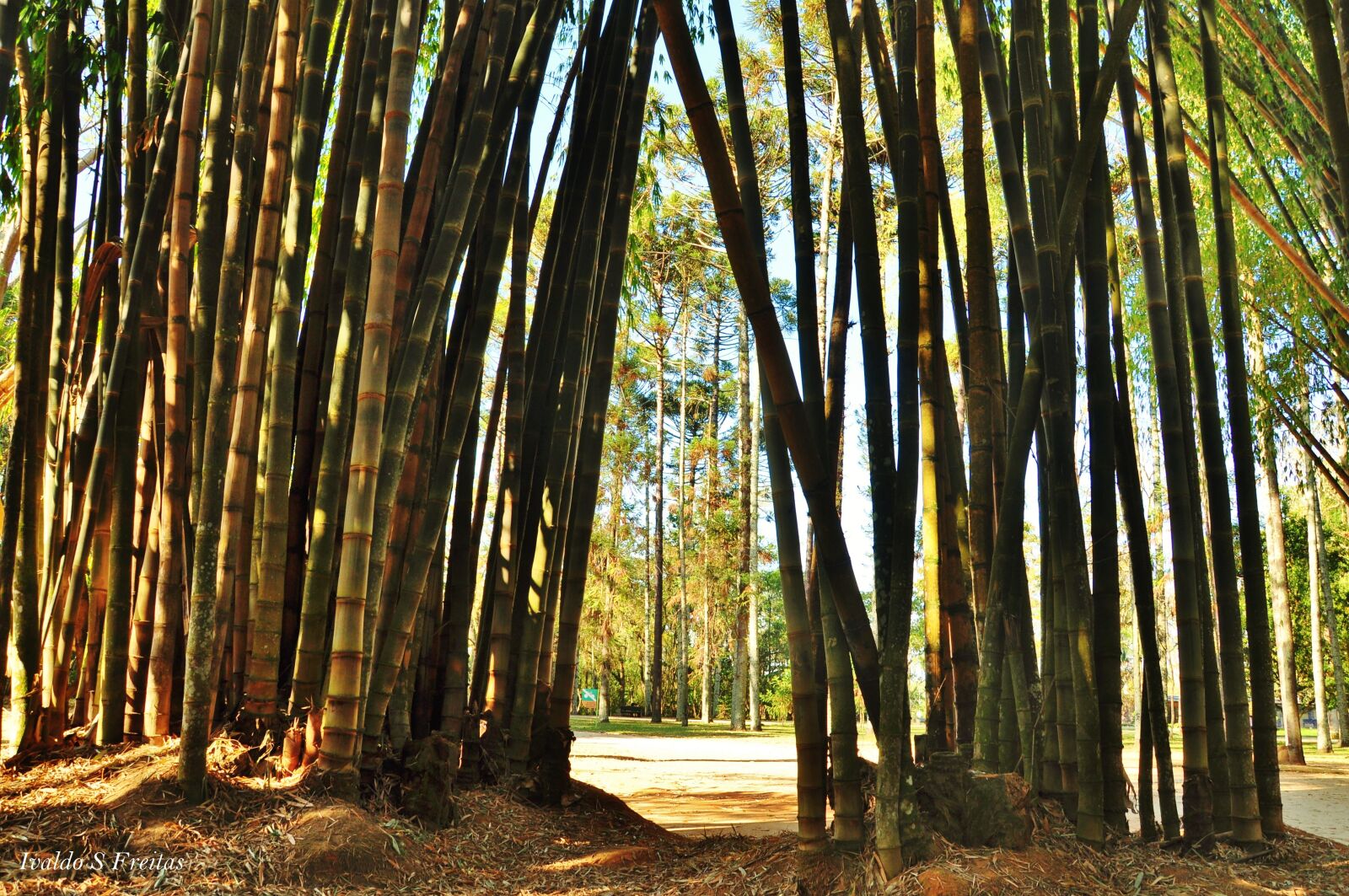 Nikon D90 sample photo. Taquaral, bambu, liberdade photography