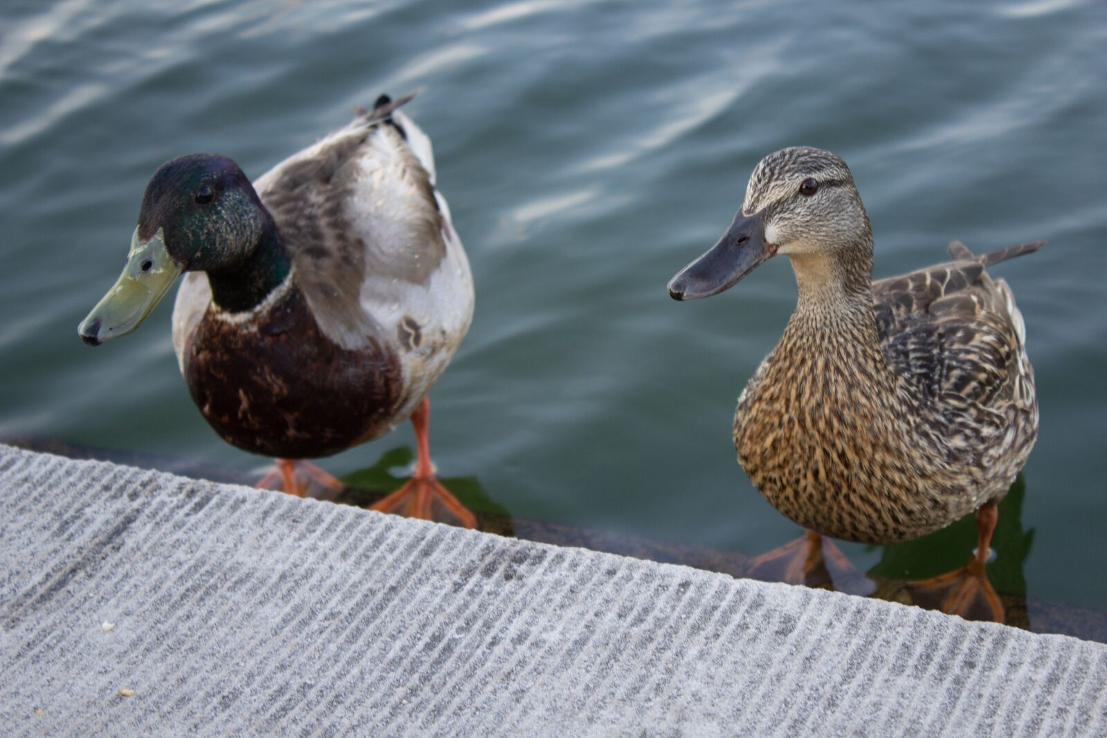 Canon EOS 1200D (EOS Rebel T5 / EOS Kiss X70 / EOS Hi) sample photo. Ducks, water, sunset photography