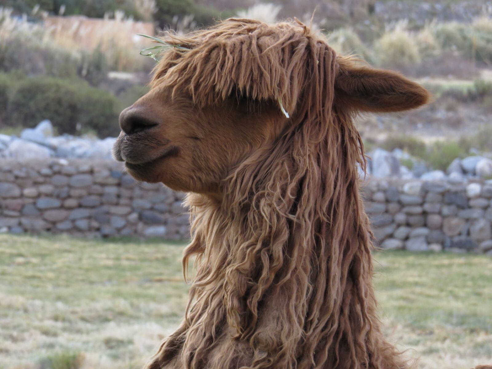Canon PowerShot SX50 HS sample photo. Peru, alpaca, animal photography