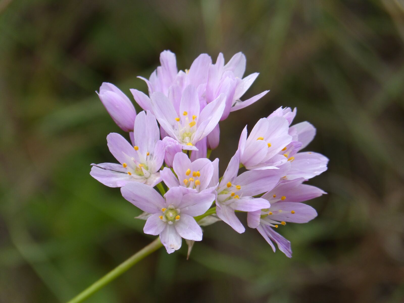 Panasonic DMC-FZ62 sample photo. Garlic flower, garlic, flower photography