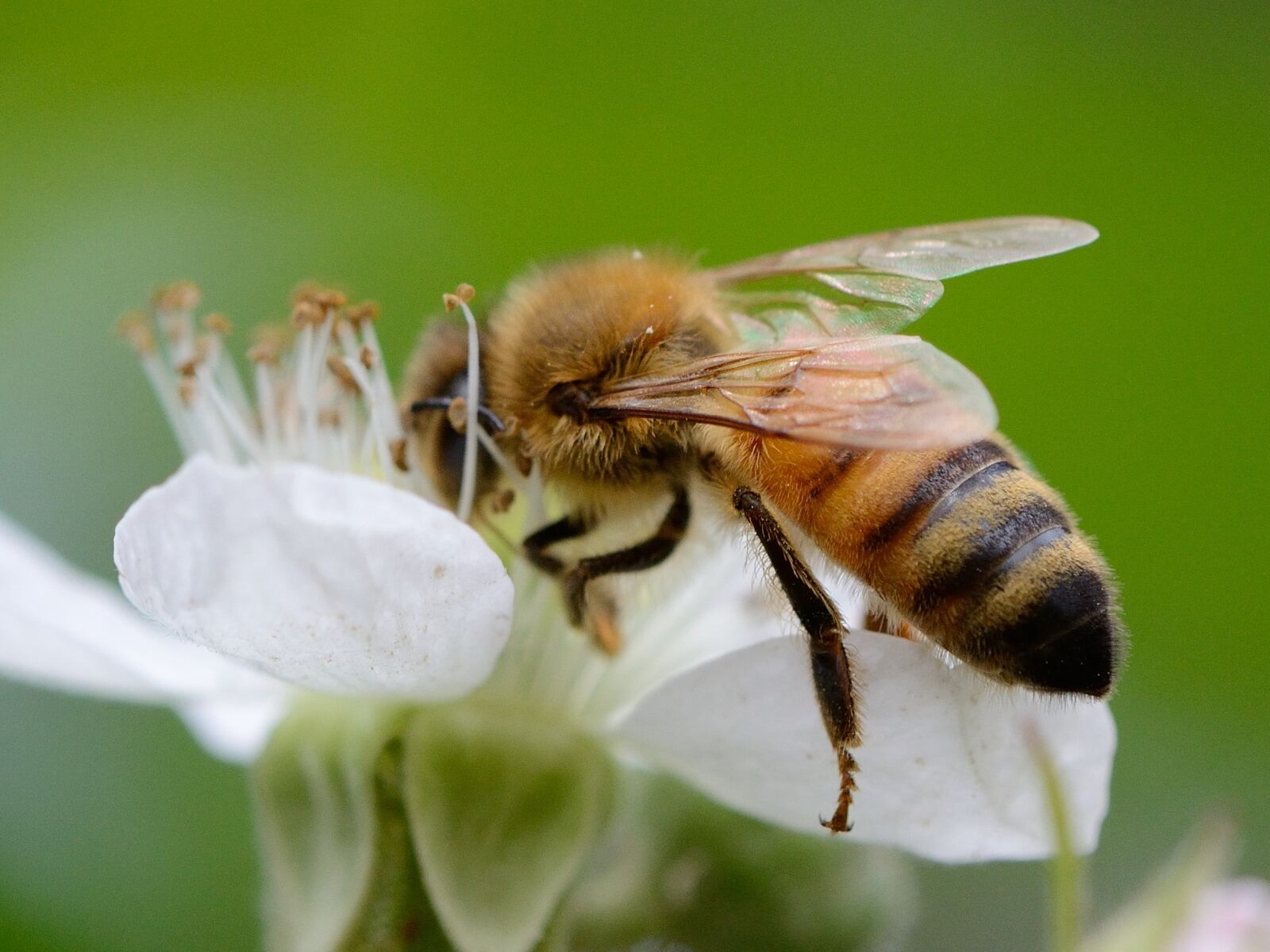Nikon D7000 sample photo. Flower, bee, pollination photography