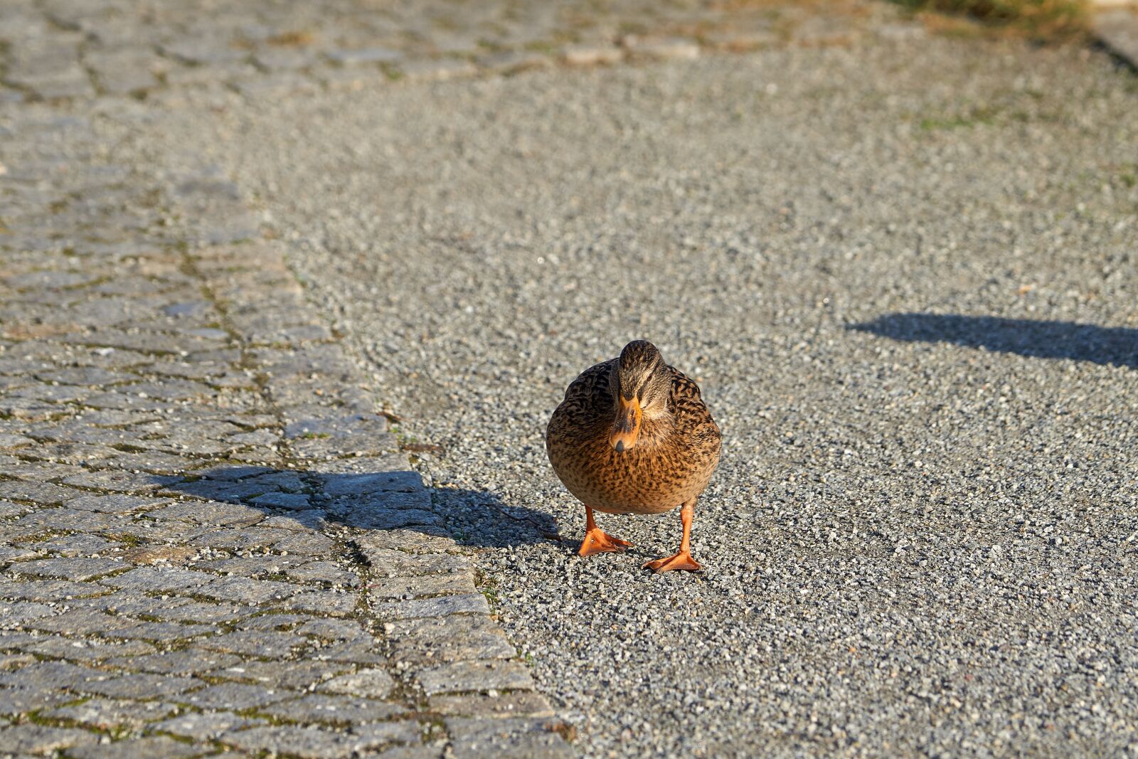 Sony FE 70-200mm F4 G OSS sample photo. Duck, mallard, bird photography