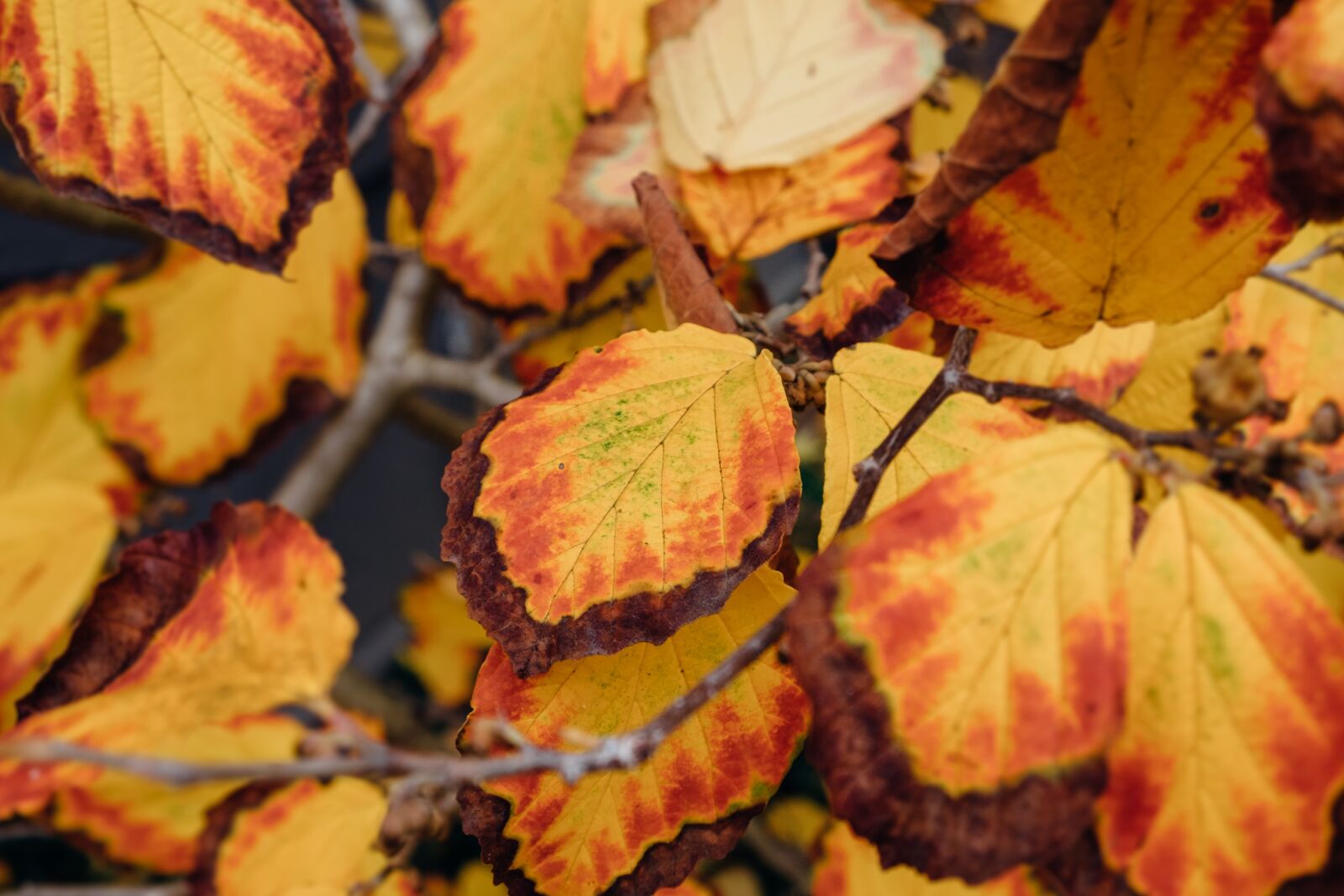 Fujifilm X-T1 sample photo. Leaves, autumn, color photography