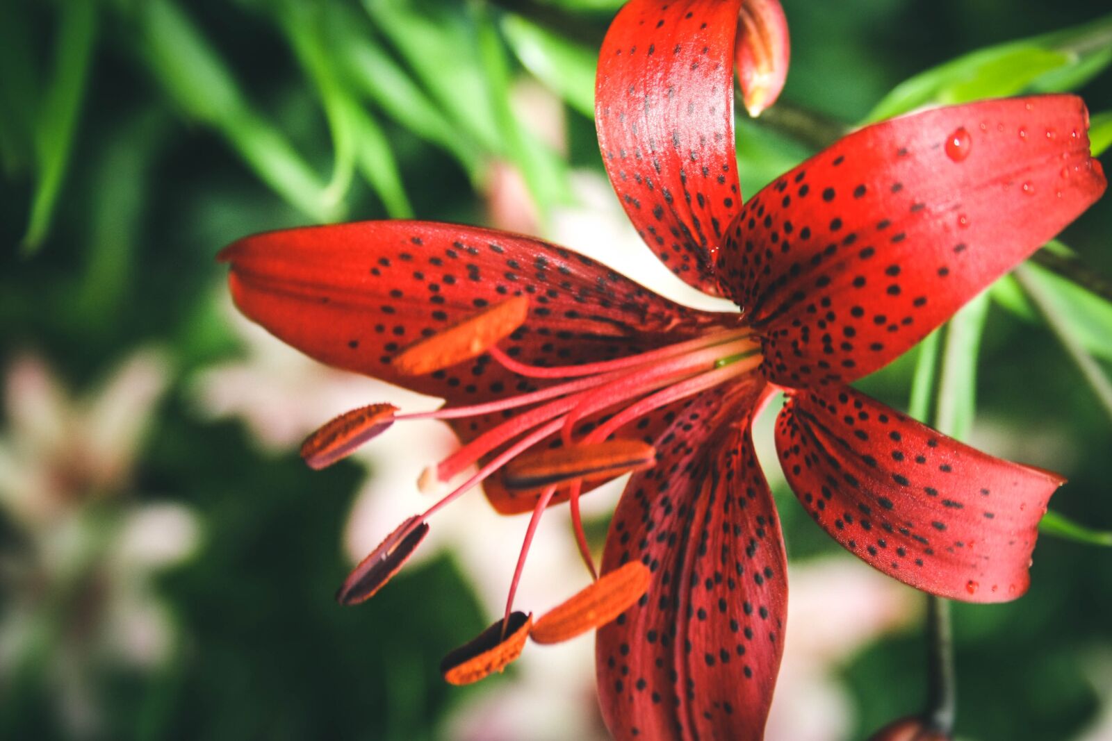 Canon EF-S 18-55mm F3.5-5.6 II sample photo. Lily, flower, dacha photography