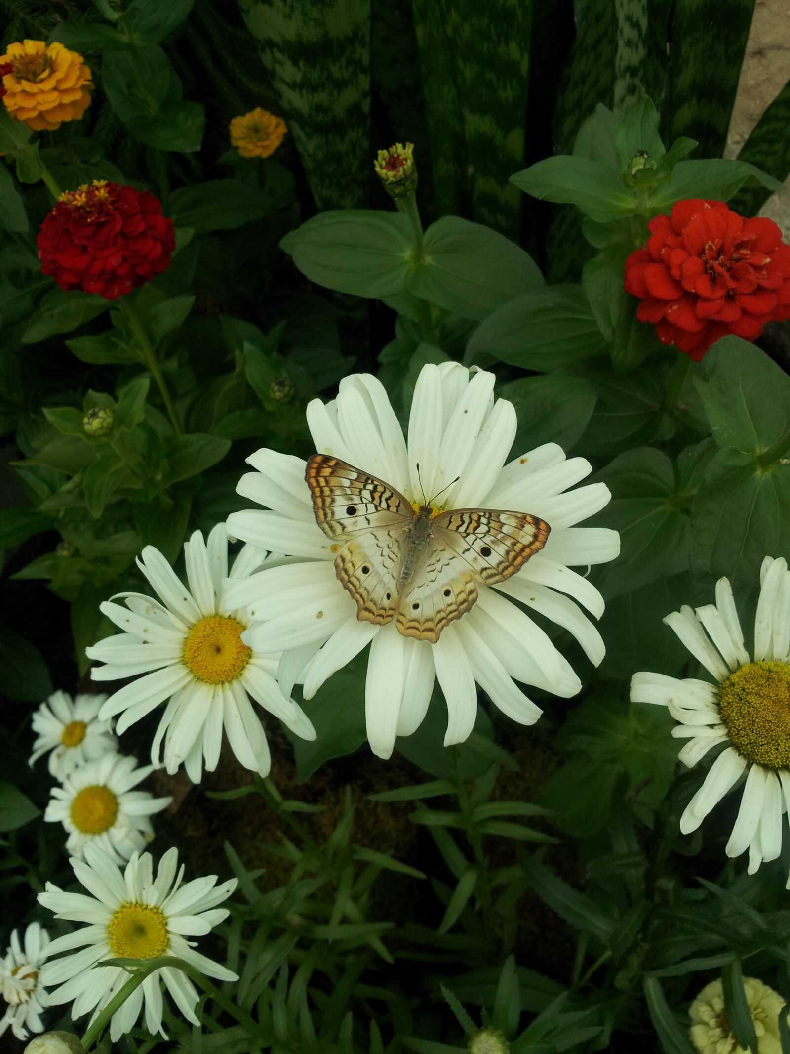Samsung Galaxy S2 Epic sample photo. Flower, nature, flora photography