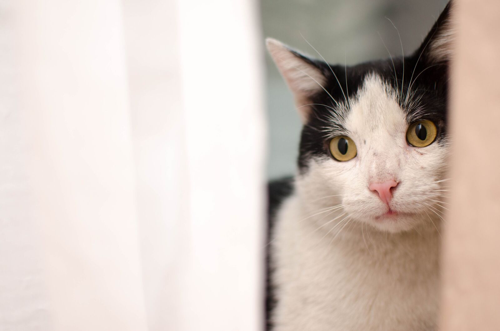 Nikon D7000 sample photo. Cat, kitten, domestic cat photography