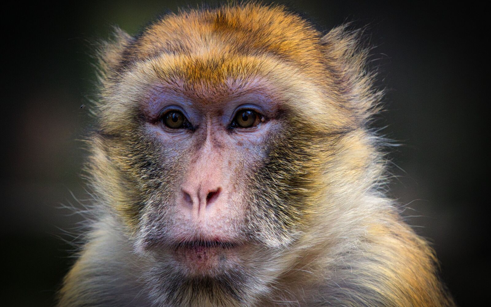 Canon EOS 200D (EOS Rebel SL2 / EOS Kiss X9) + Canon EF 70-200mm F4L IS USM sample photo. Barbary ape, monkey, mahogany photography