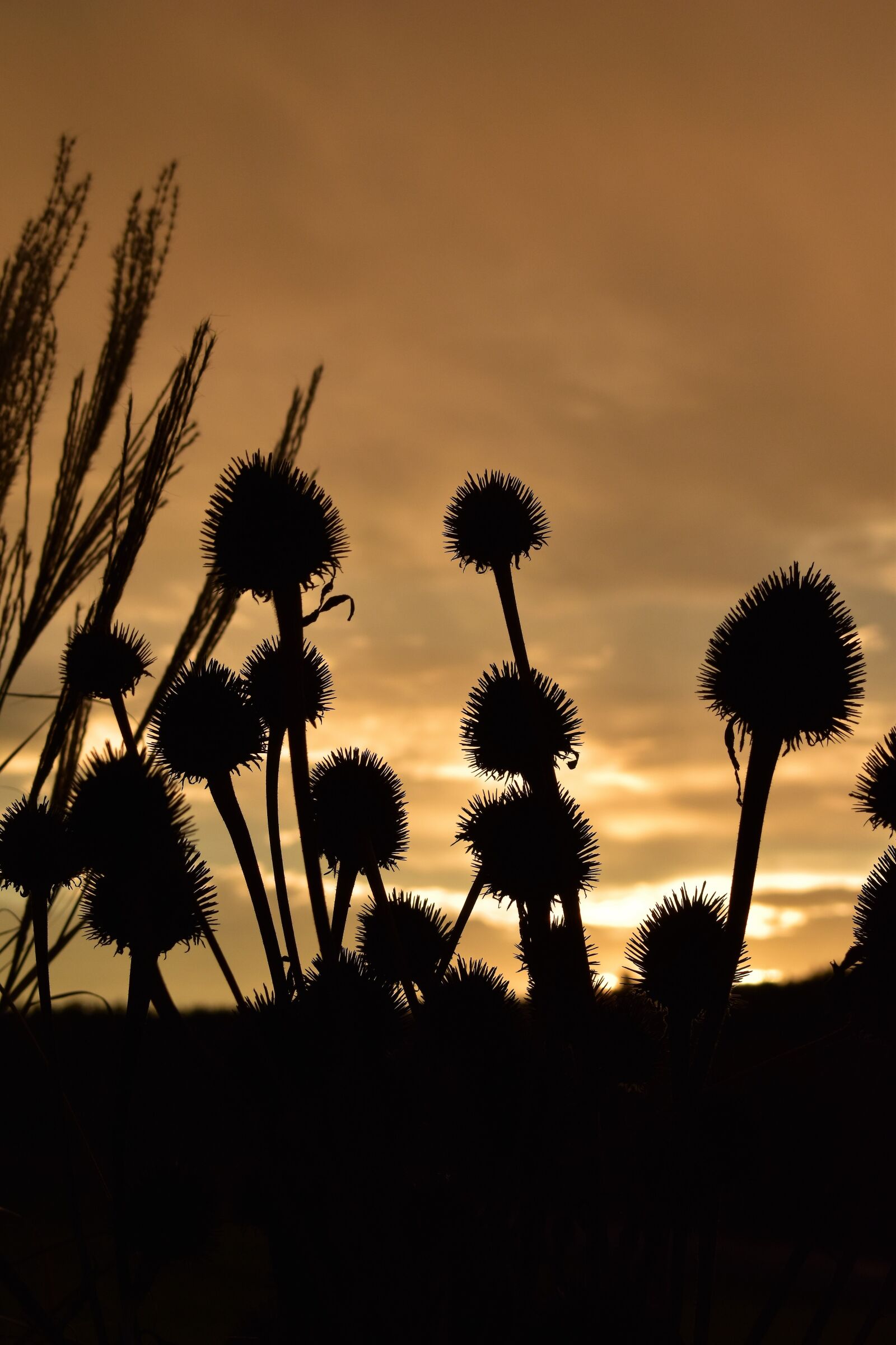 Nikon D5500 sample photo. Morgenrot, morgenstimmung, grasses photography