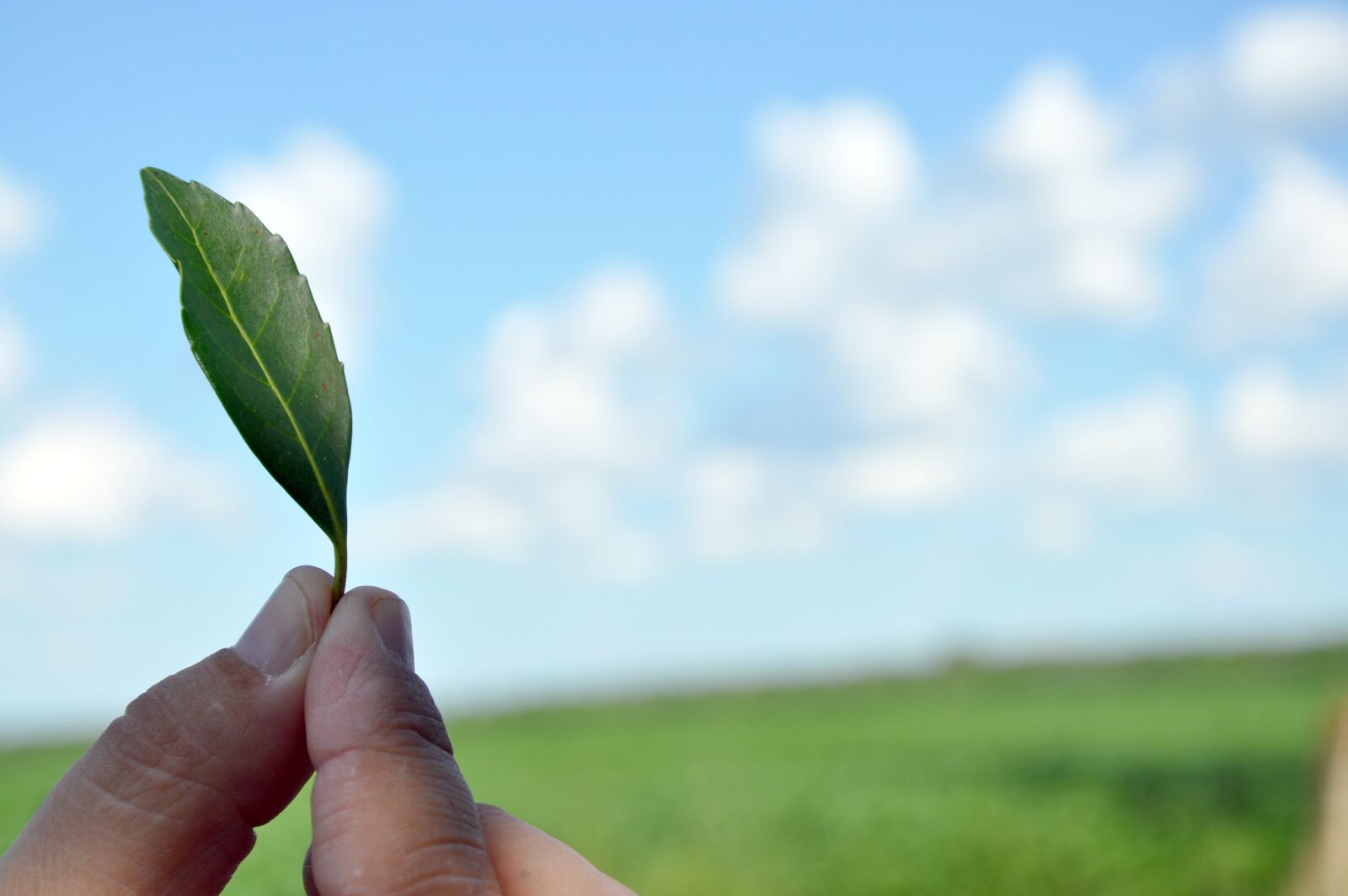 Nikon D90 sample photo. Yerba mate, terer photography
