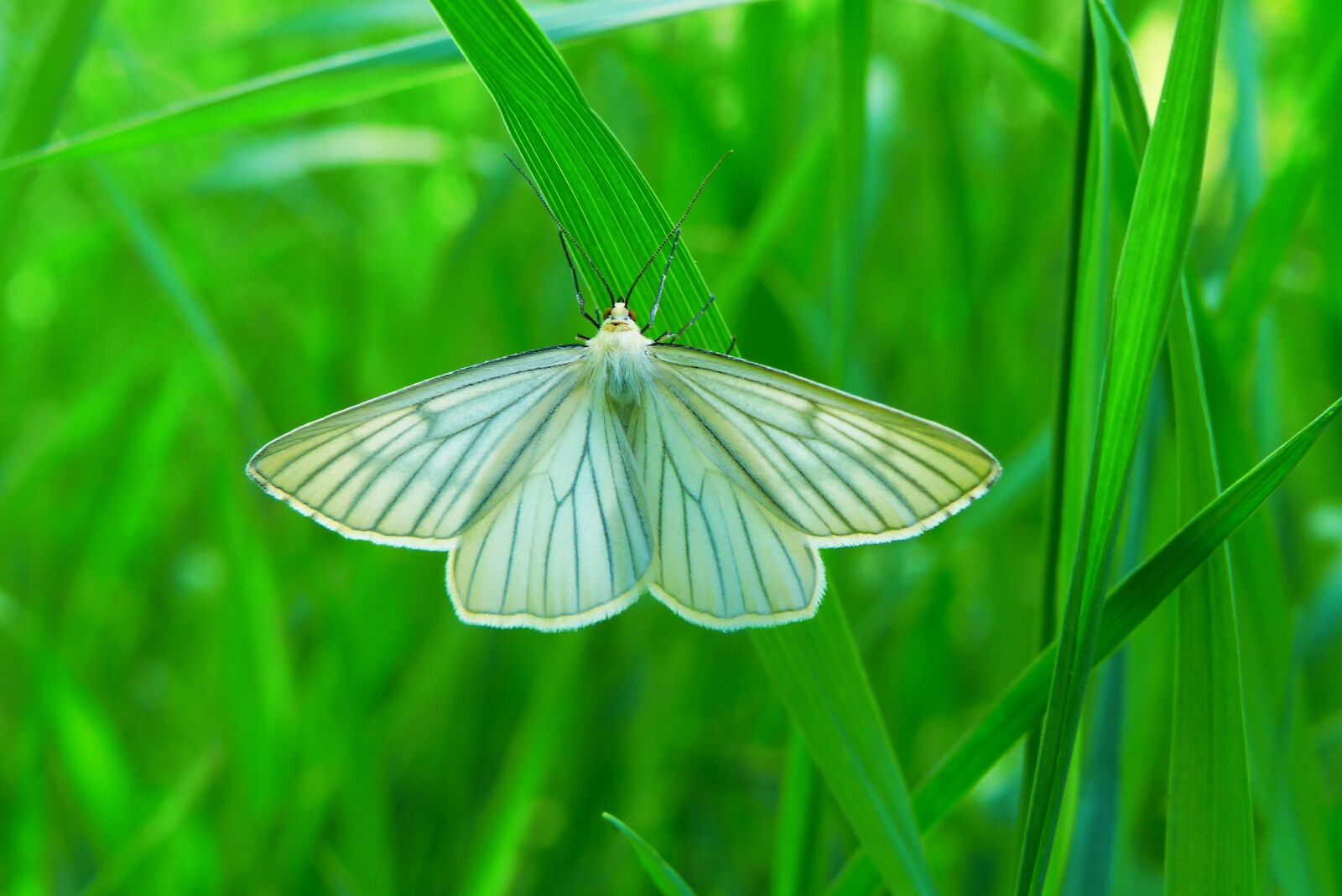 Panasonic Lumix DMC-FZ200 sample photo. Diblik liniaczek, mols, animals photography