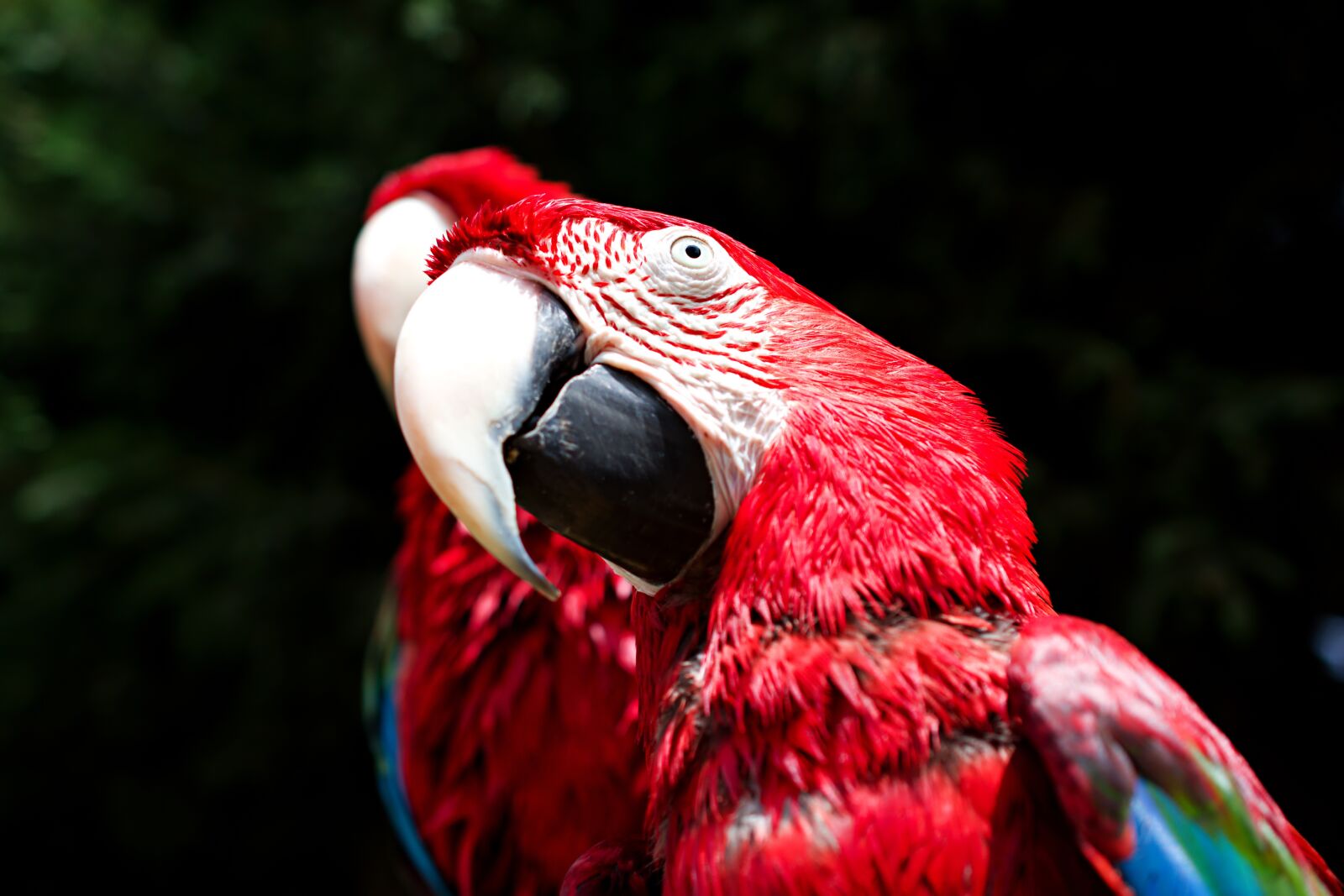 Nikon D3400 sample photo. Scarlet macaw, parrot, bird photography