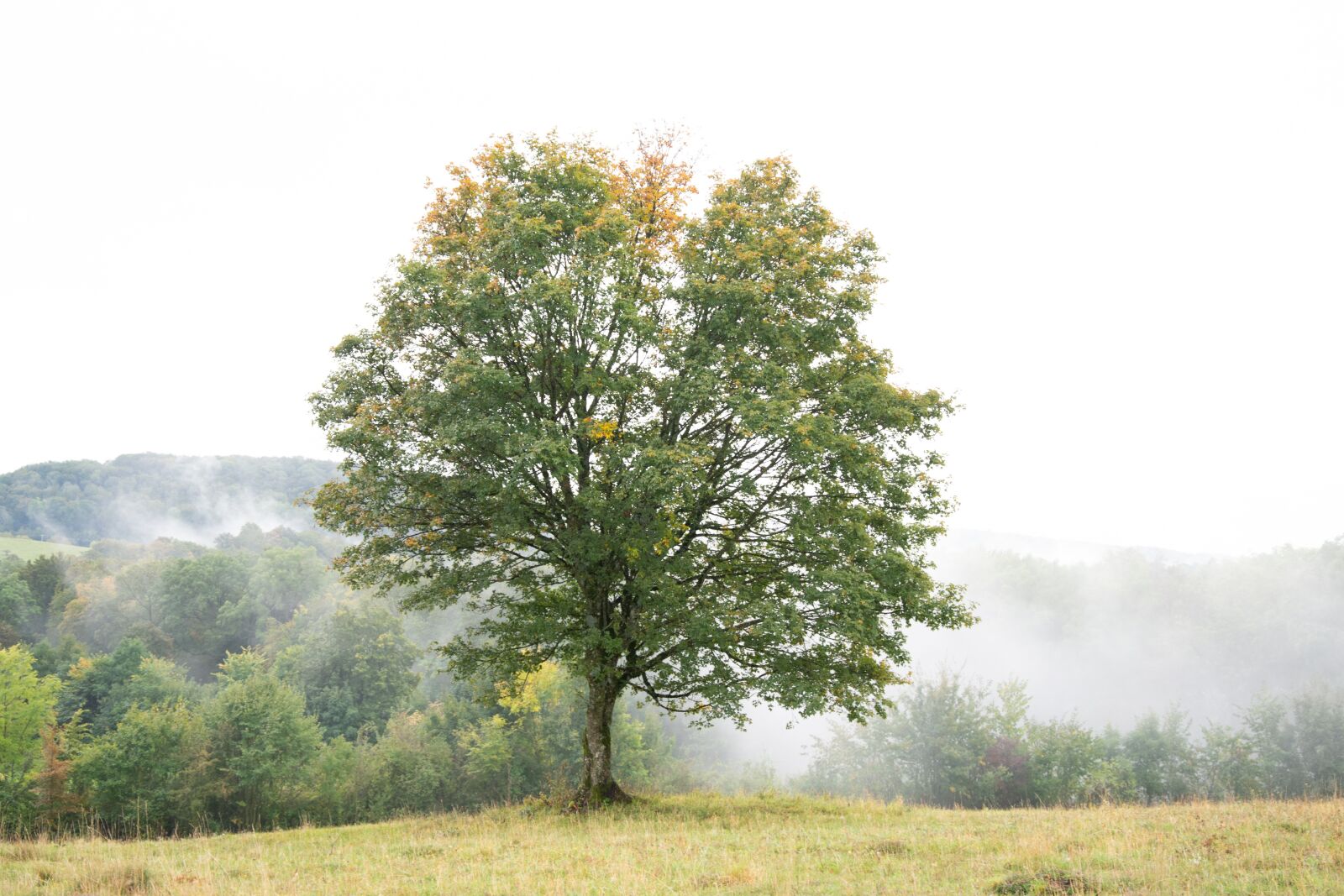 Nikon D7200 sample photo. Tree, fog, scenic photography