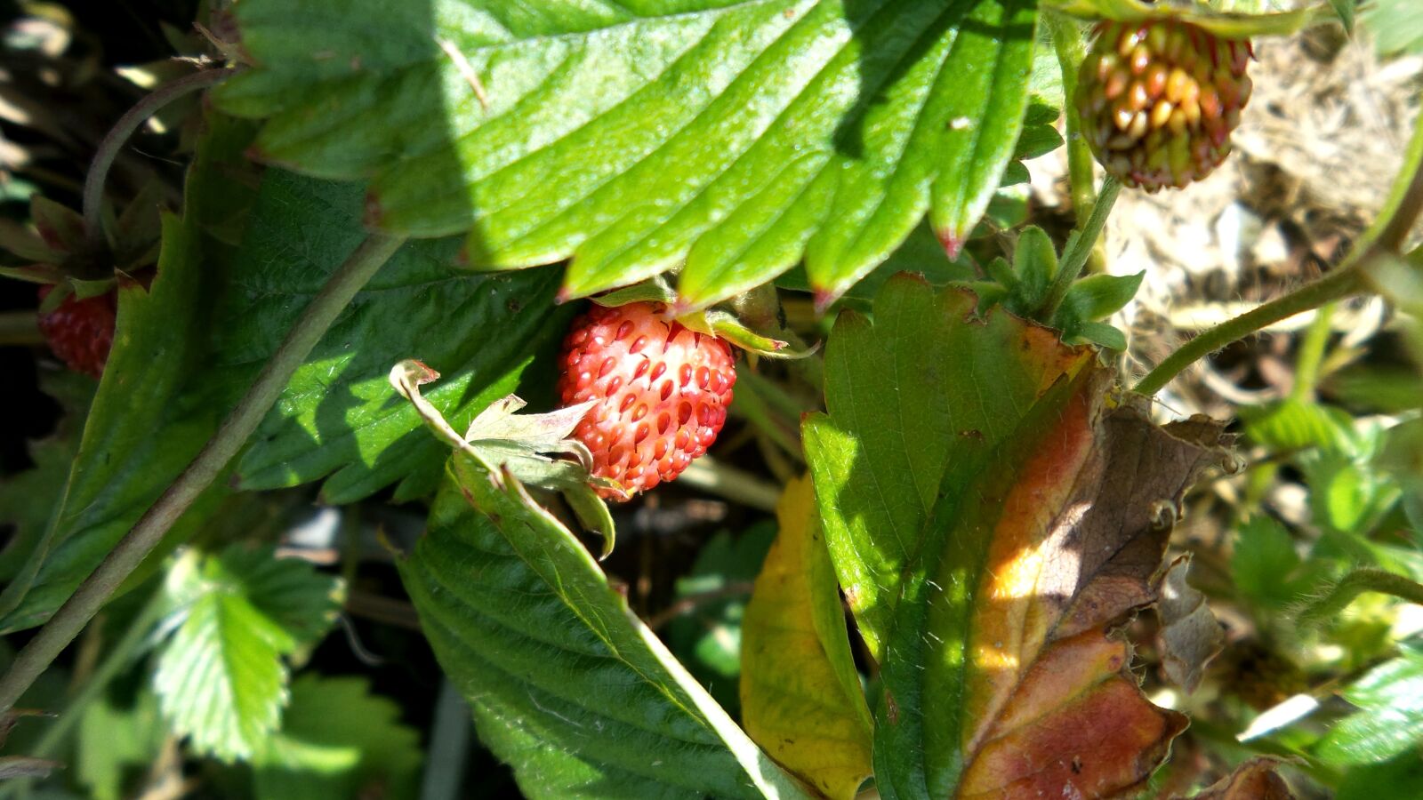 Samsung Galaxy S4 Zoom sample photo. Strawberry, red, berries photography