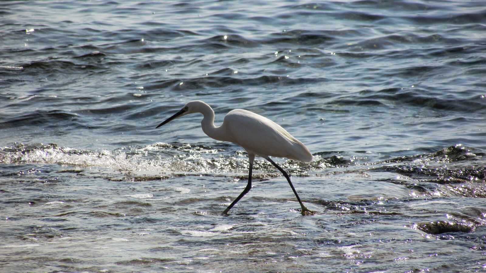 Canon PowerShot SX400 IS sample photo. Heron, bird, animal photography