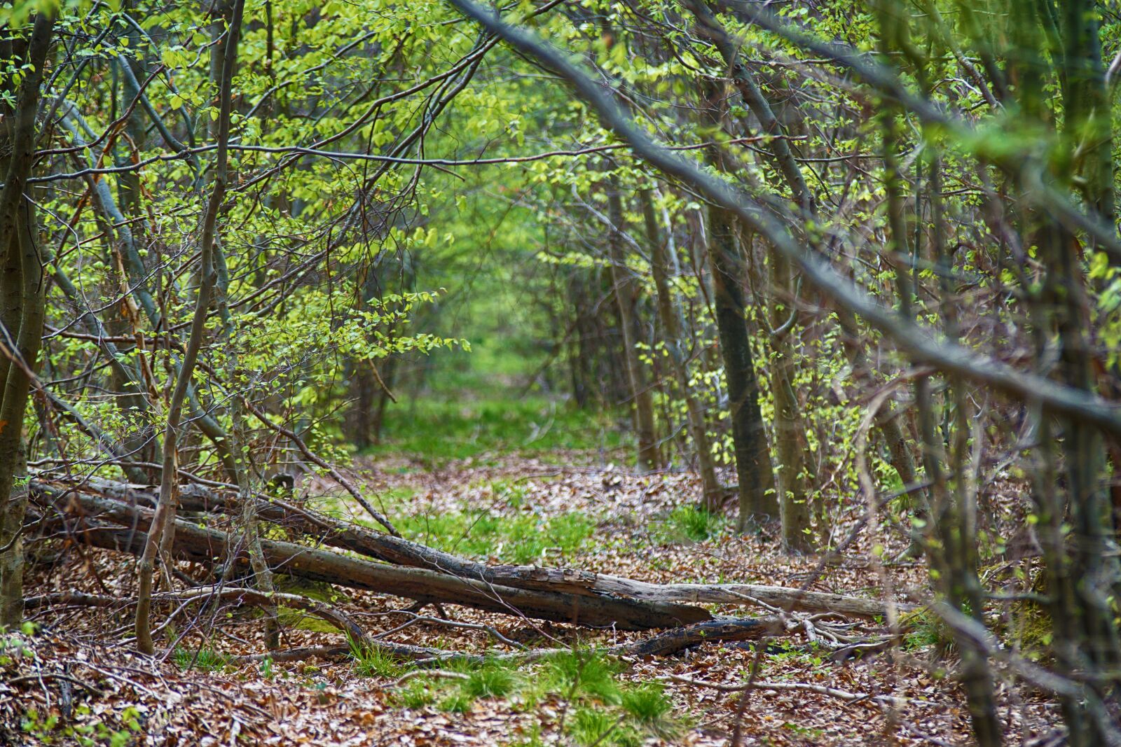 Sony ILCA-77M2 sample photo. Wood, forest, tree photography