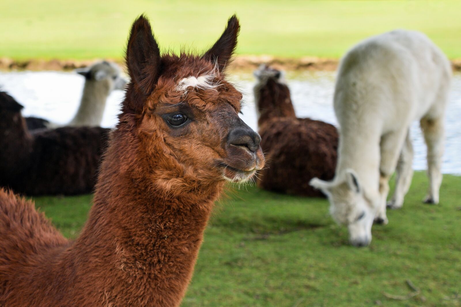 Nikon D500 sample photo. Alpaca, animal, camelid photography