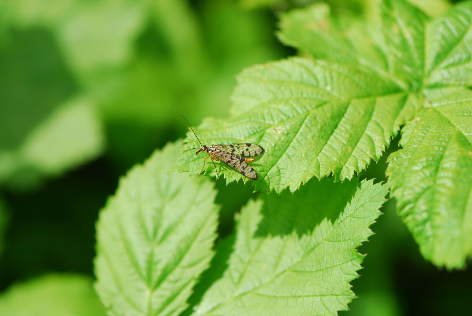 Nikon D200 sample photo. Scorpion fly, spring, fly photography