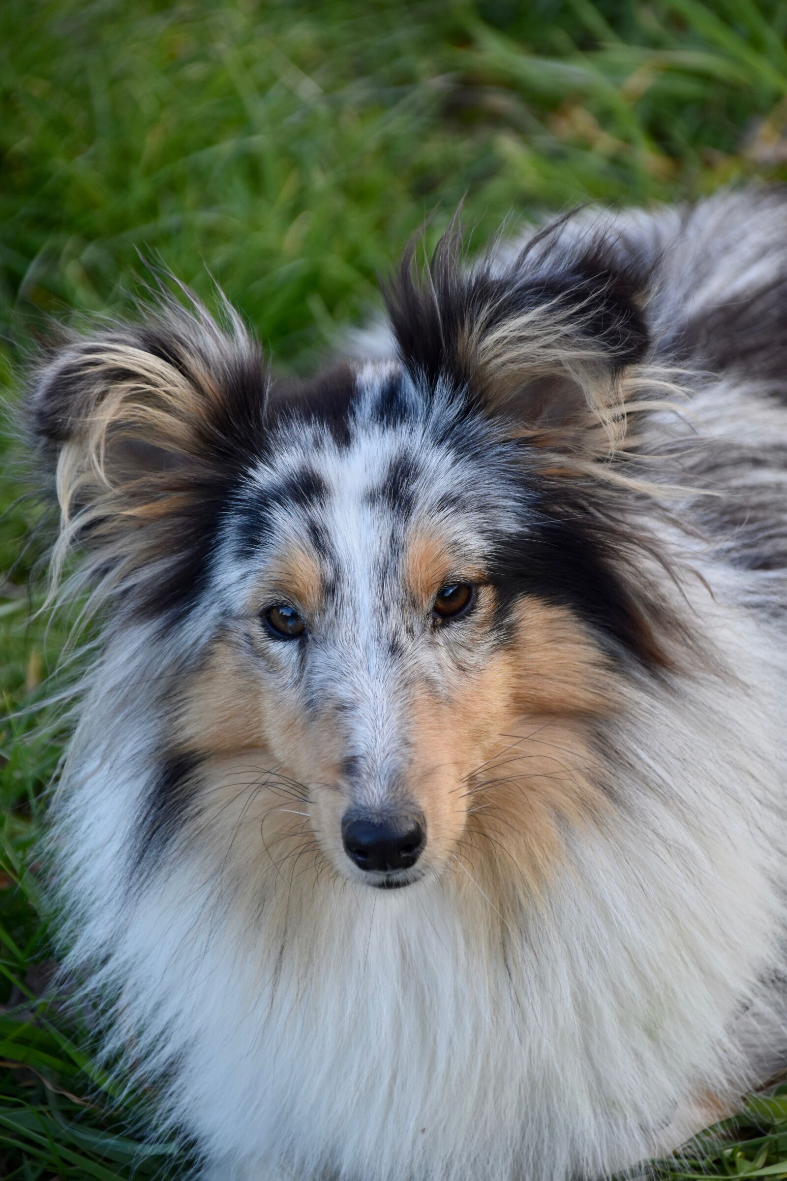 Nikon D5600 sample photo. Dog, shetland sheepdog, pup photography
