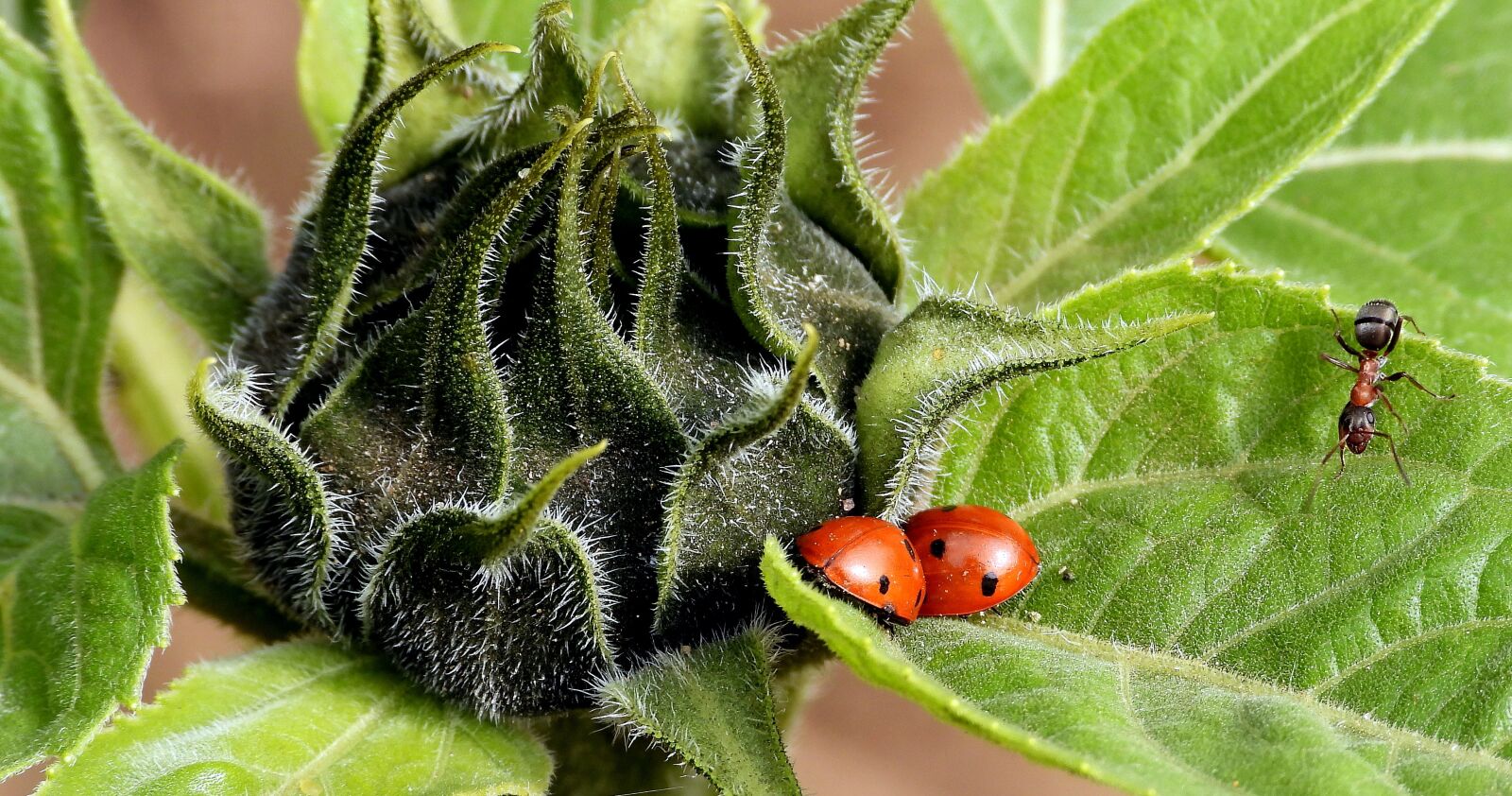 Nikon Coolpix P1000 sample photo. Sunflower, ladybugs, ladybug photography