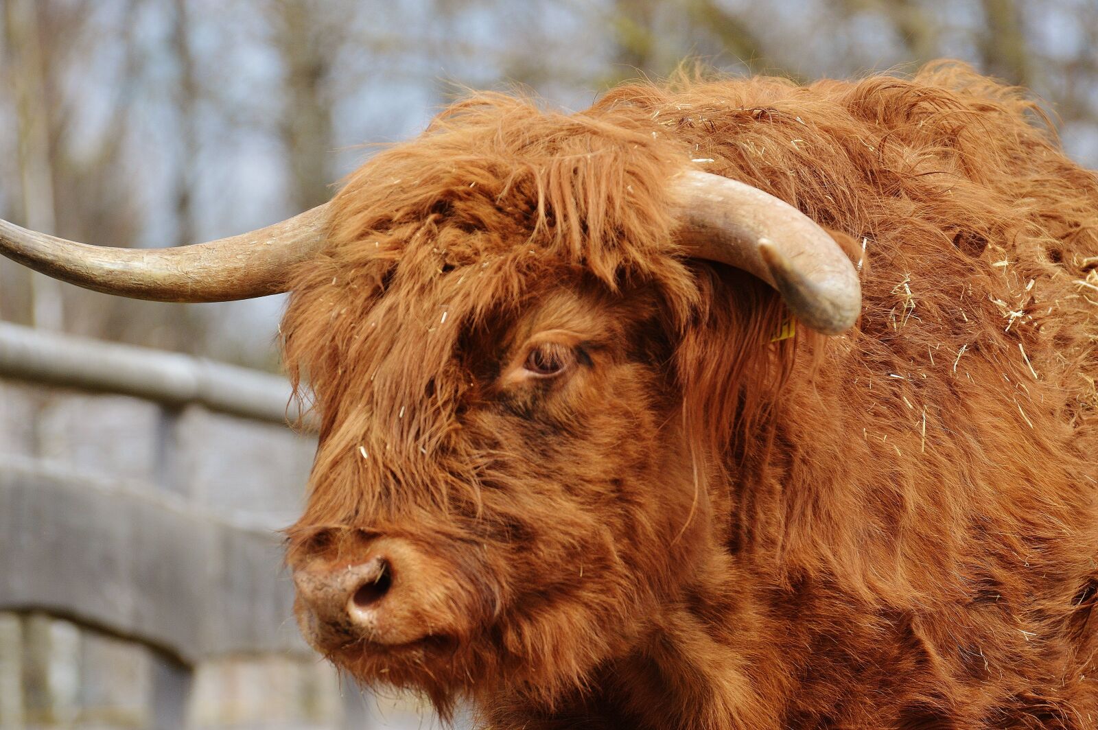 Nikon D3200 sample photo. Bull, beef, horns photography