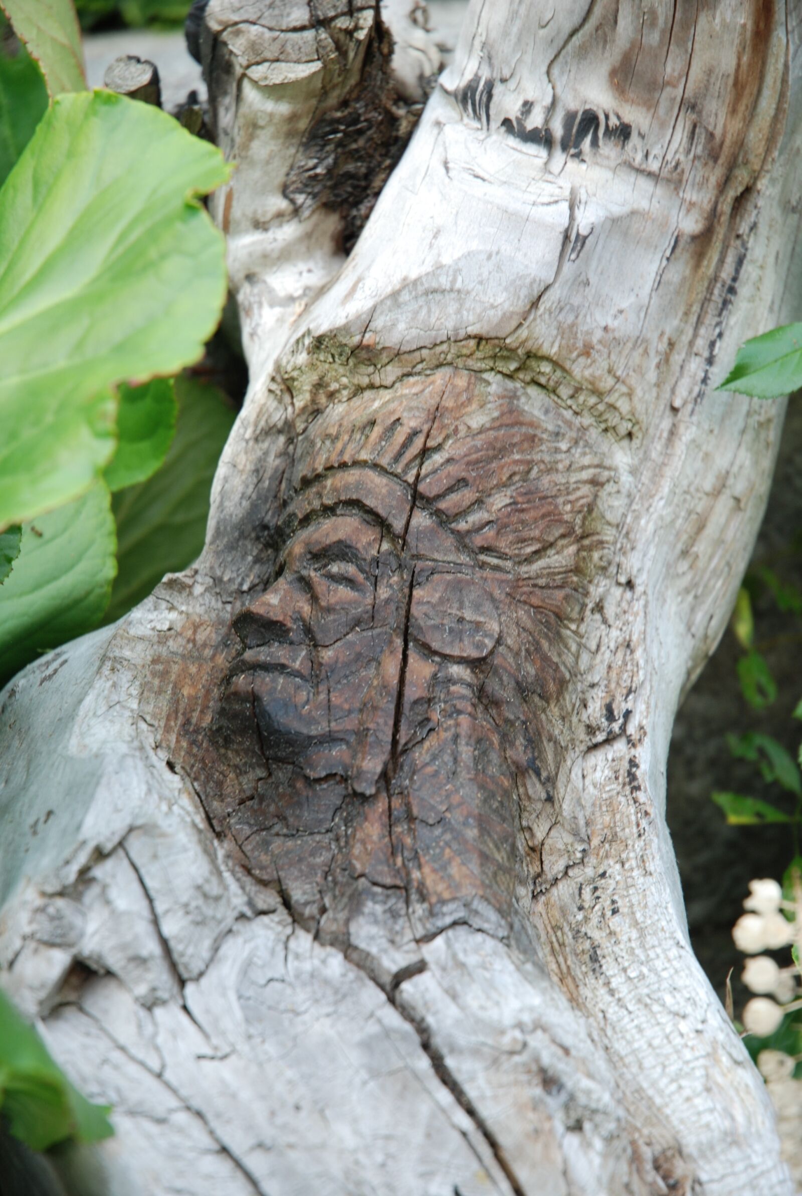 Nikon D80 sample photo. Tree, nature, wood photography