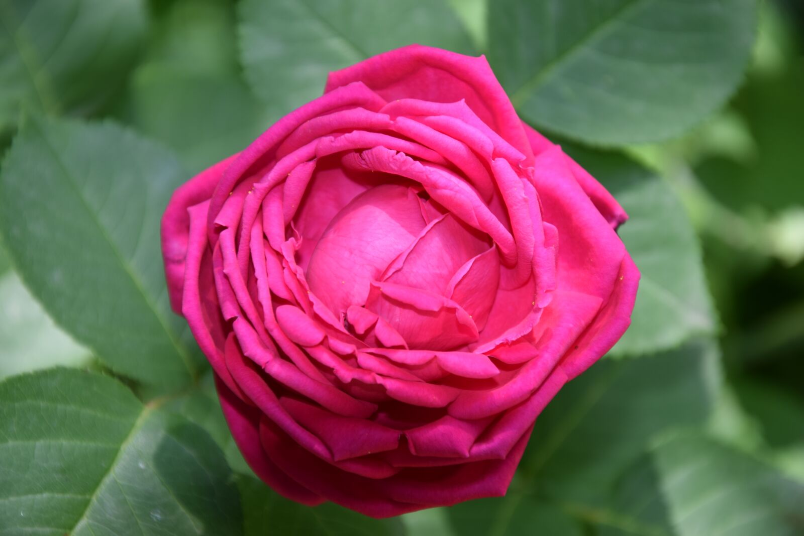 Nikon D3300 sample photo. Rose, flower, garden photography