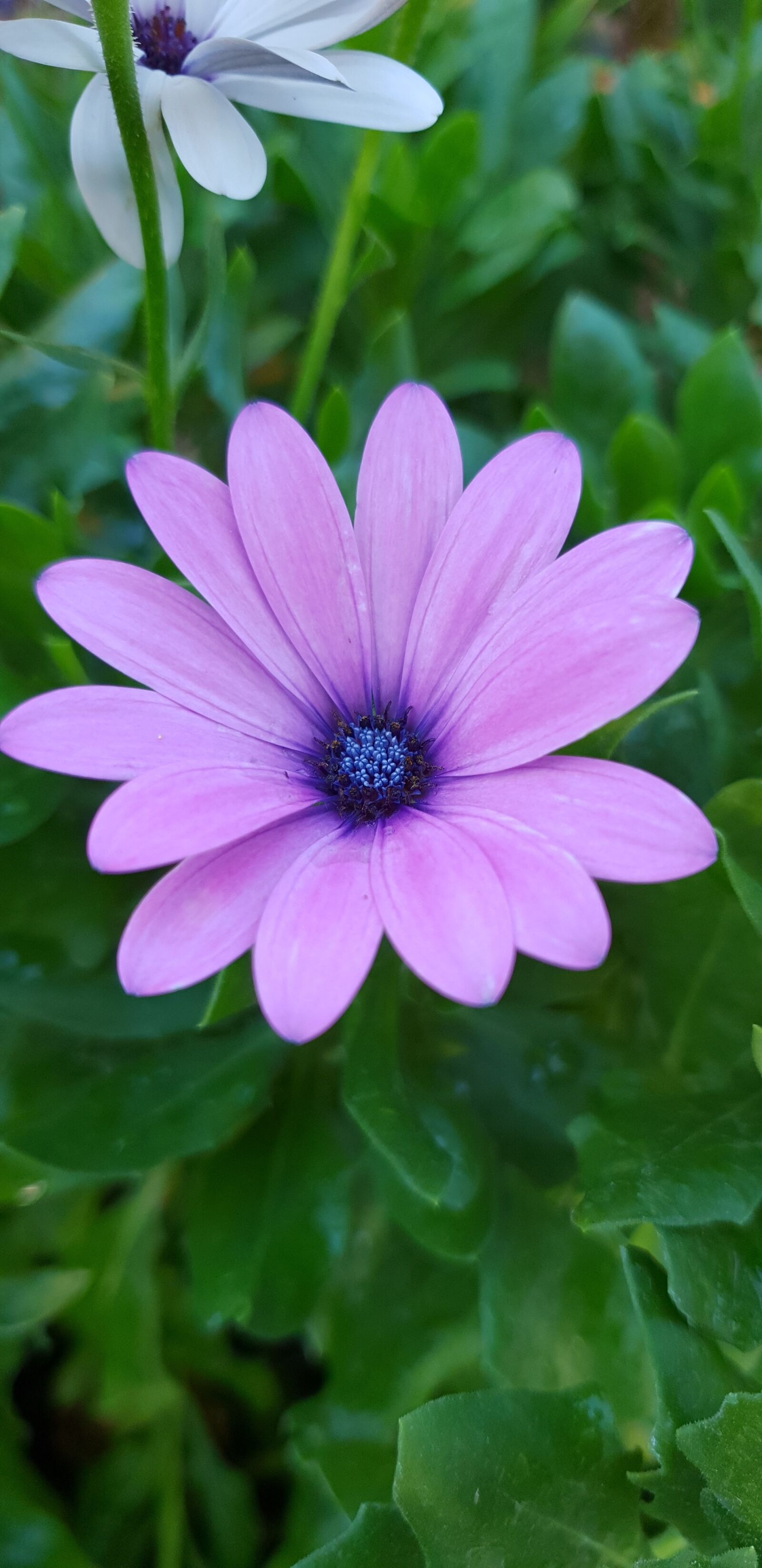 Samsung Galaxy S9 sample photo. Nature, flower, plant photography