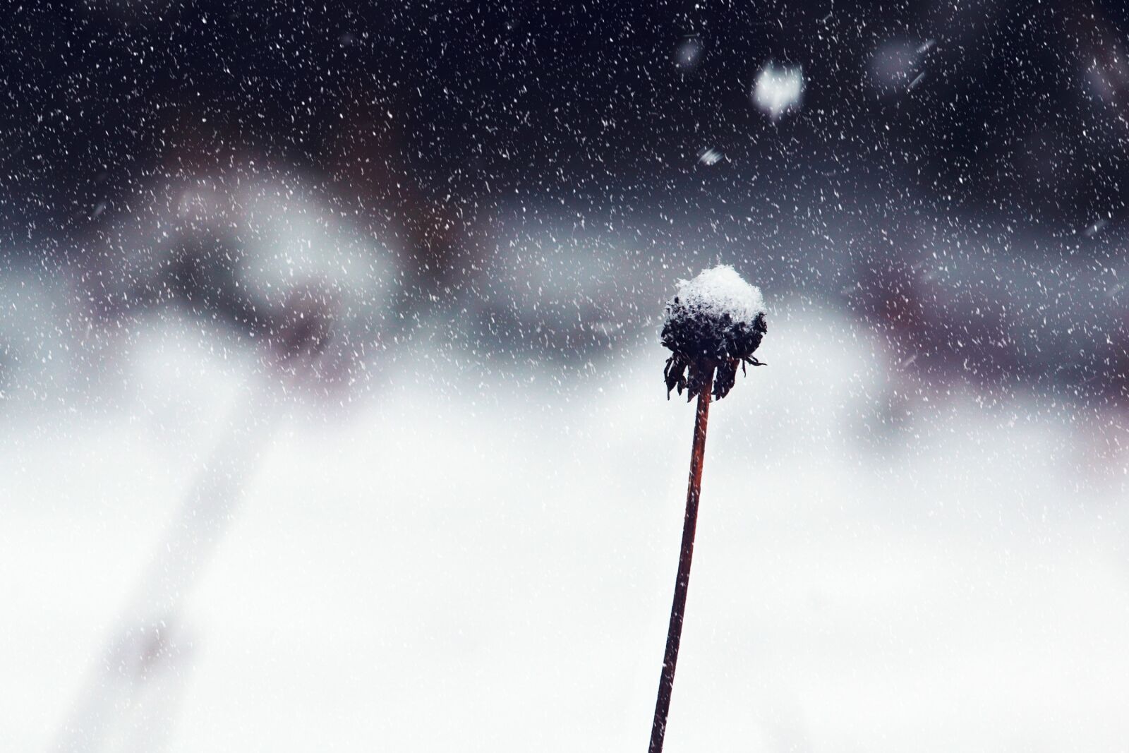 Canon EOS 1200D (EOS Rebel T5 / EOS Kiss X70 / EOS Hi) sample photo. Flower, snow, winter photography