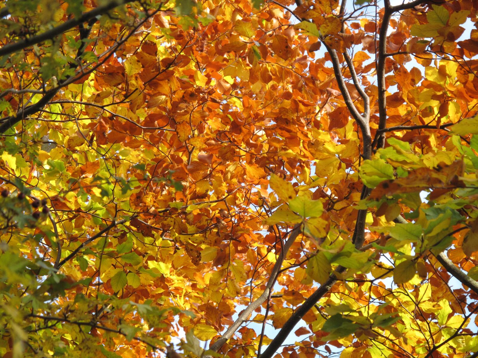 Canon PowerShot G10 sample photo. Autumn, leaf, tree photography