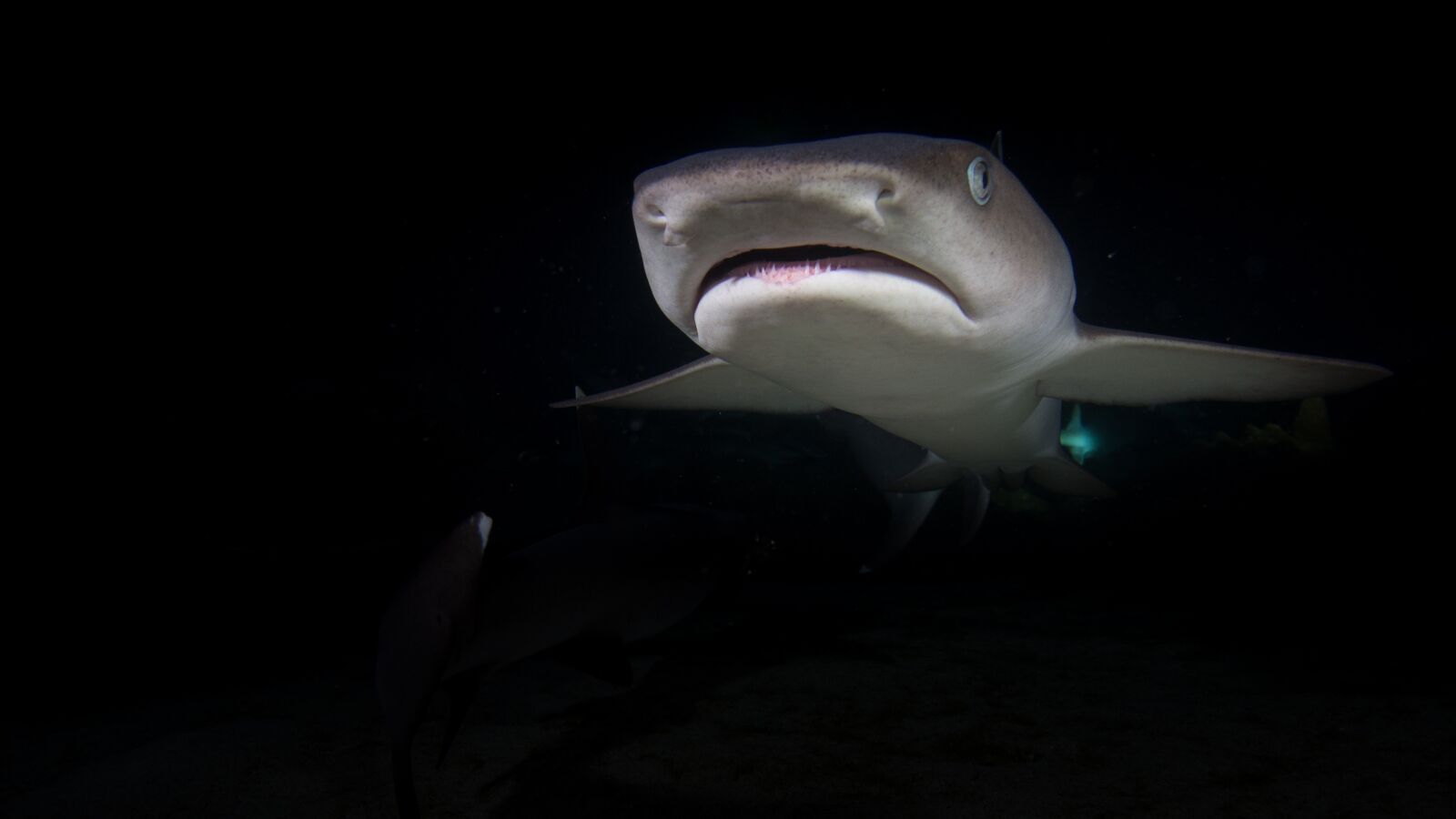 Olympus PEN E-PL6 sample photo. Shark, underwater, night diving photography