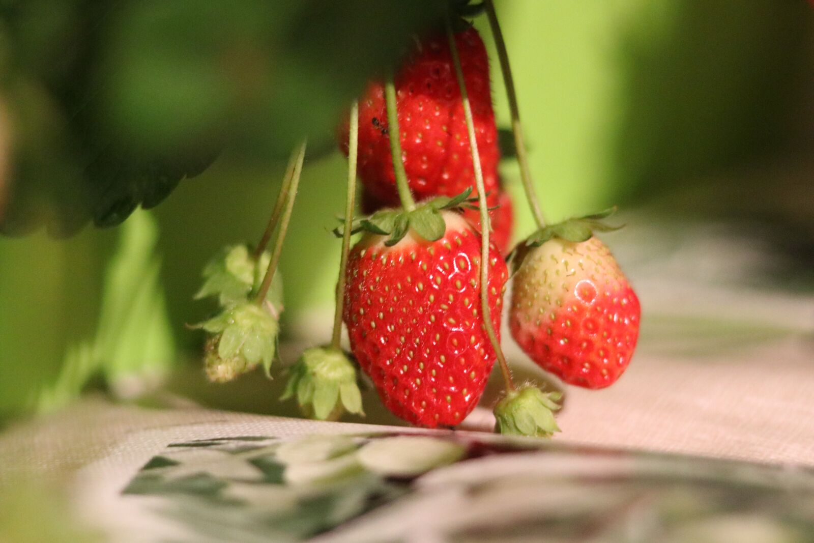 Canon EOS 80D sample photo. Strawberry, macro, close up photography