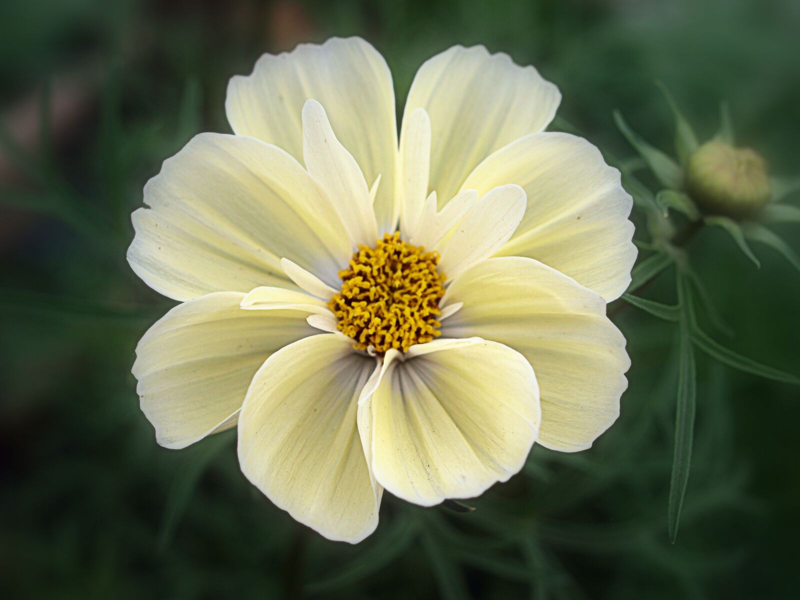 Olympus E-520 (EVOLT E-520) sample photo. Nature, flower, flora photography