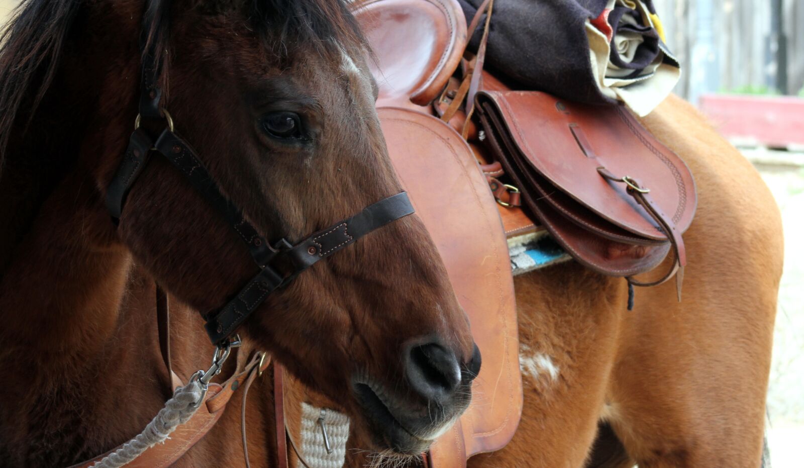Canon EF75-300mm f/4-5.6 sample photo. Cowboy, animal, portrait photography
