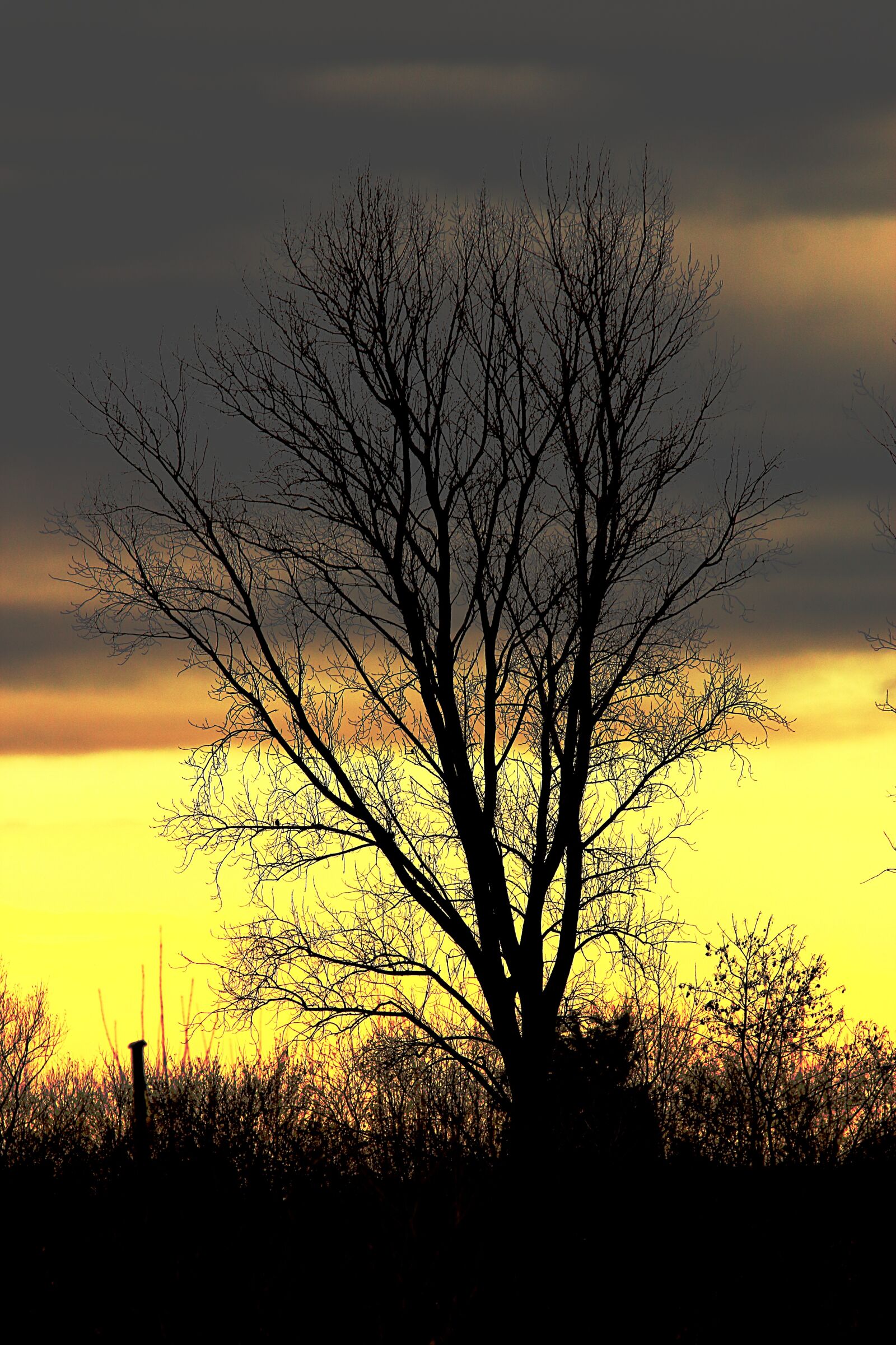 Canon EOS 700D (EOS Rebel T5i / EOS Kiss X7i) sample photo. Tree, sky, nature photography