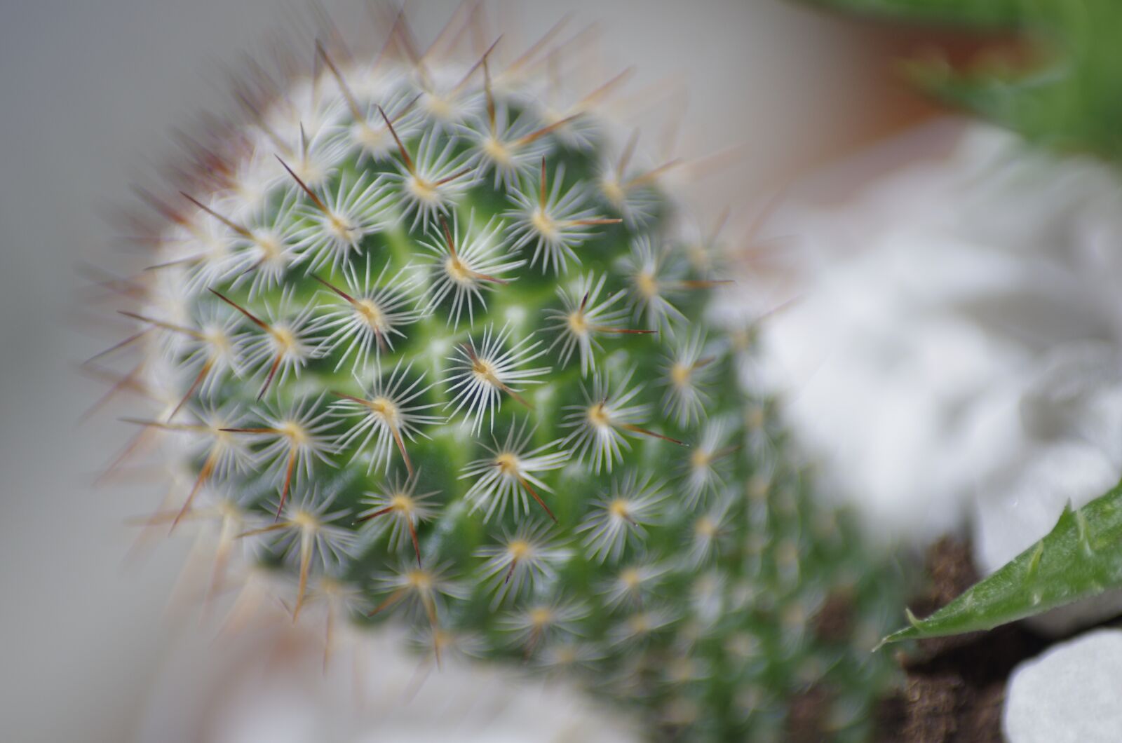 Pentax K-5 sample photo. Cactus, plant, succulent photography