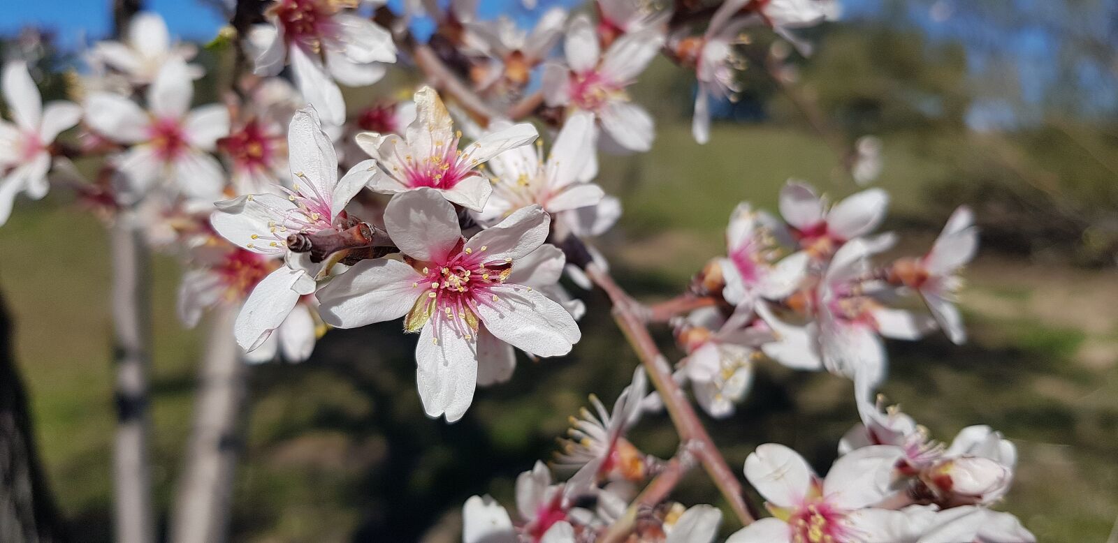 Samsung Galaxy S8 sample photo. Flower, nature, tree photography