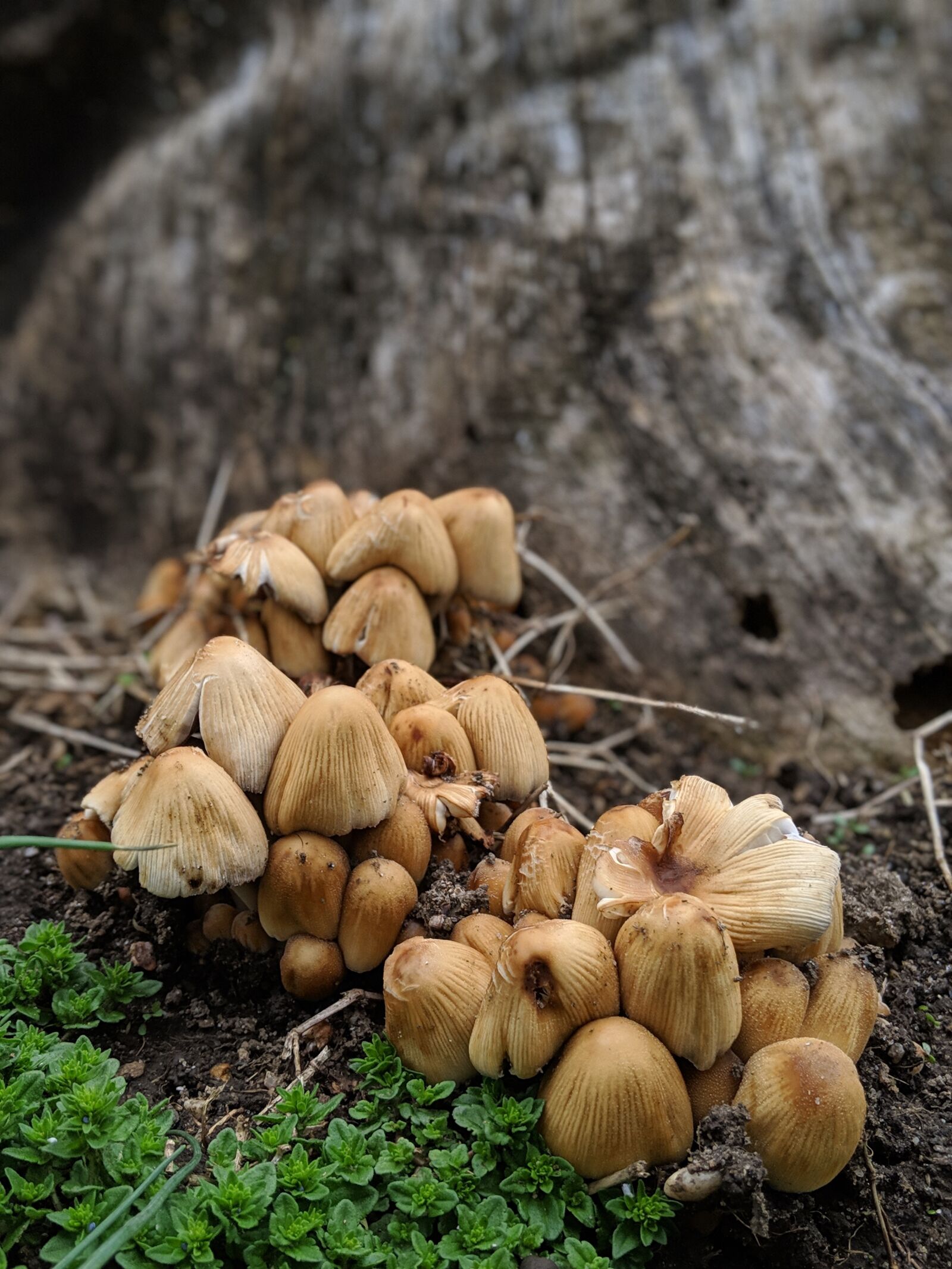 Google Pixel 3 sample photo. Mushroom, nature, forest photography