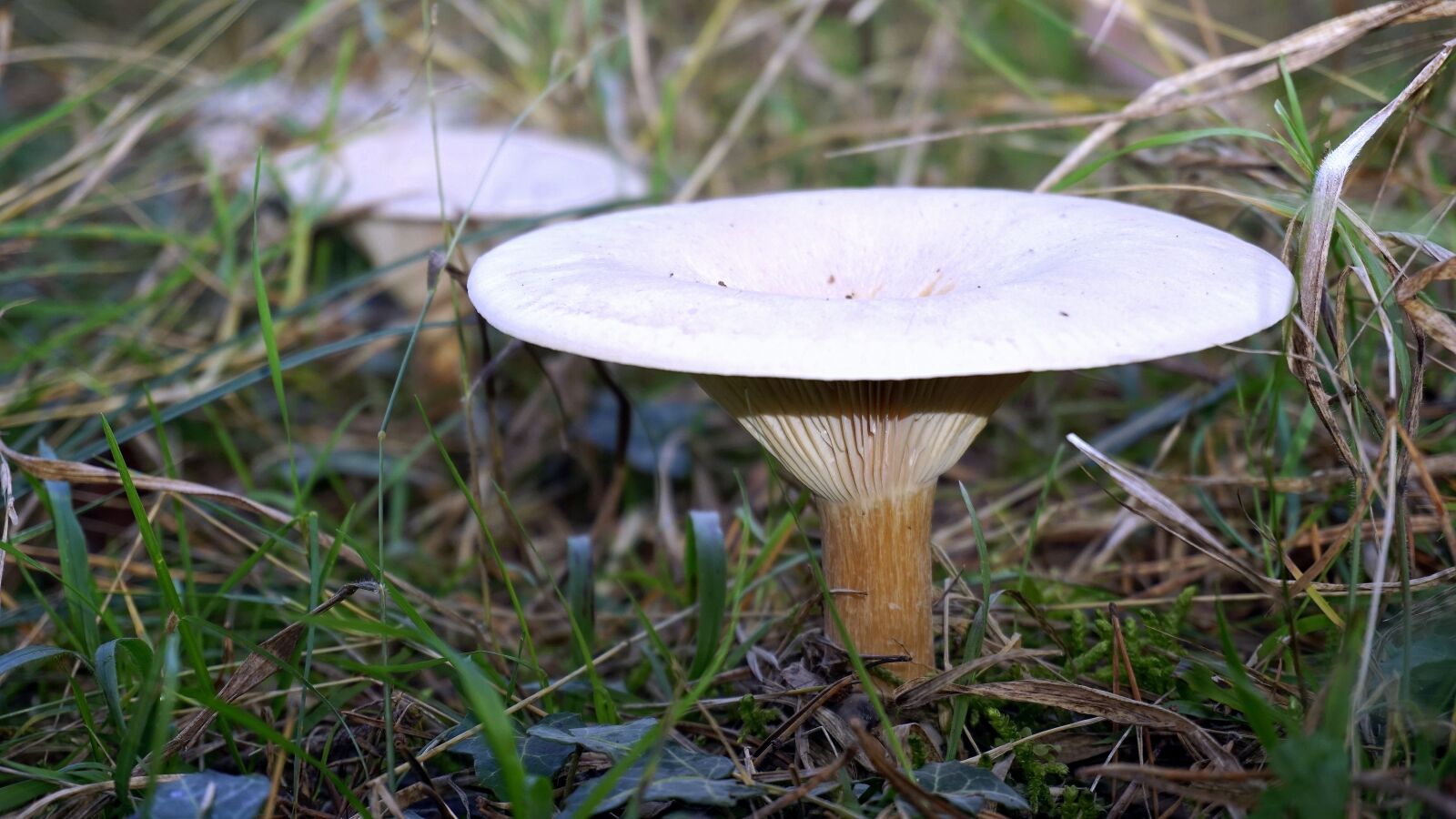 Sony a6000 sample photo. Mycology, nature, boletaire photography