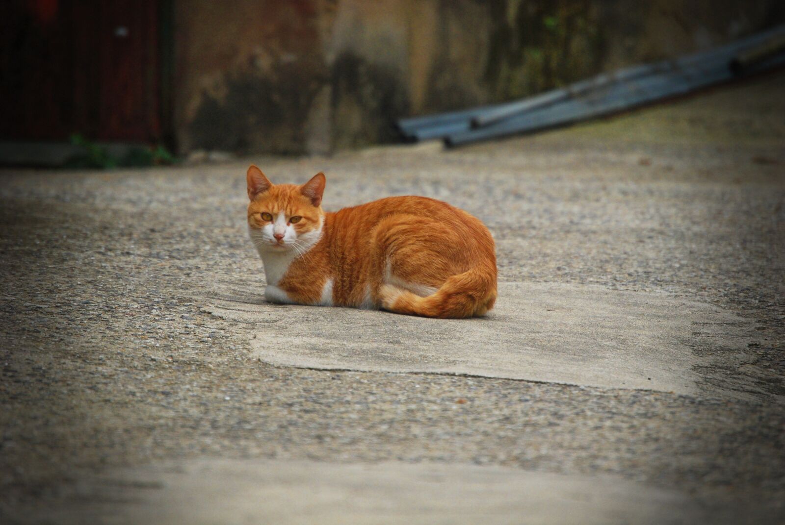 Nikon D60 sample photo. Cat, animal, fur photography