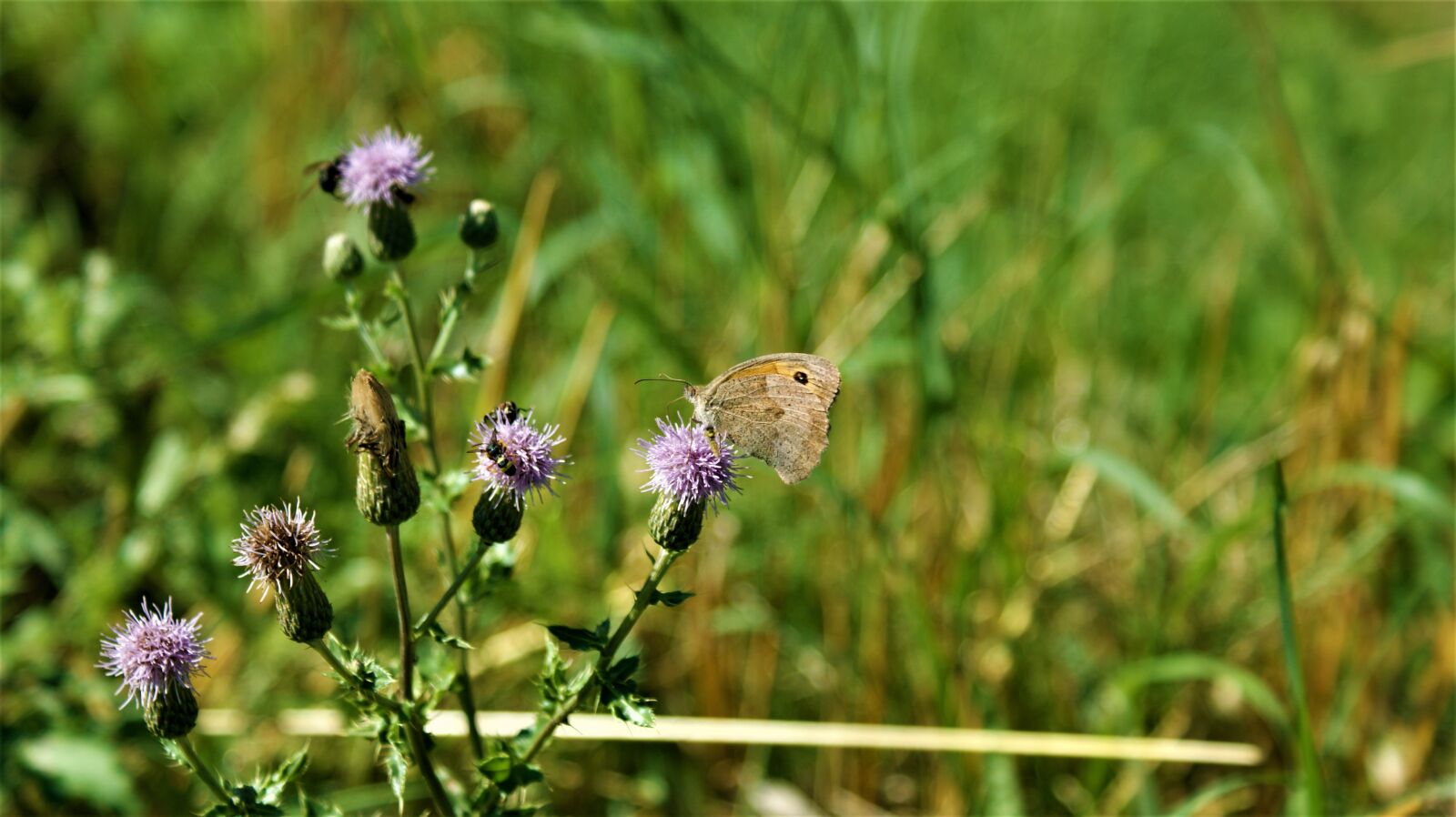Sony Alpha DSLR-A350 sample photo. Meadow brown, flower, purple photography