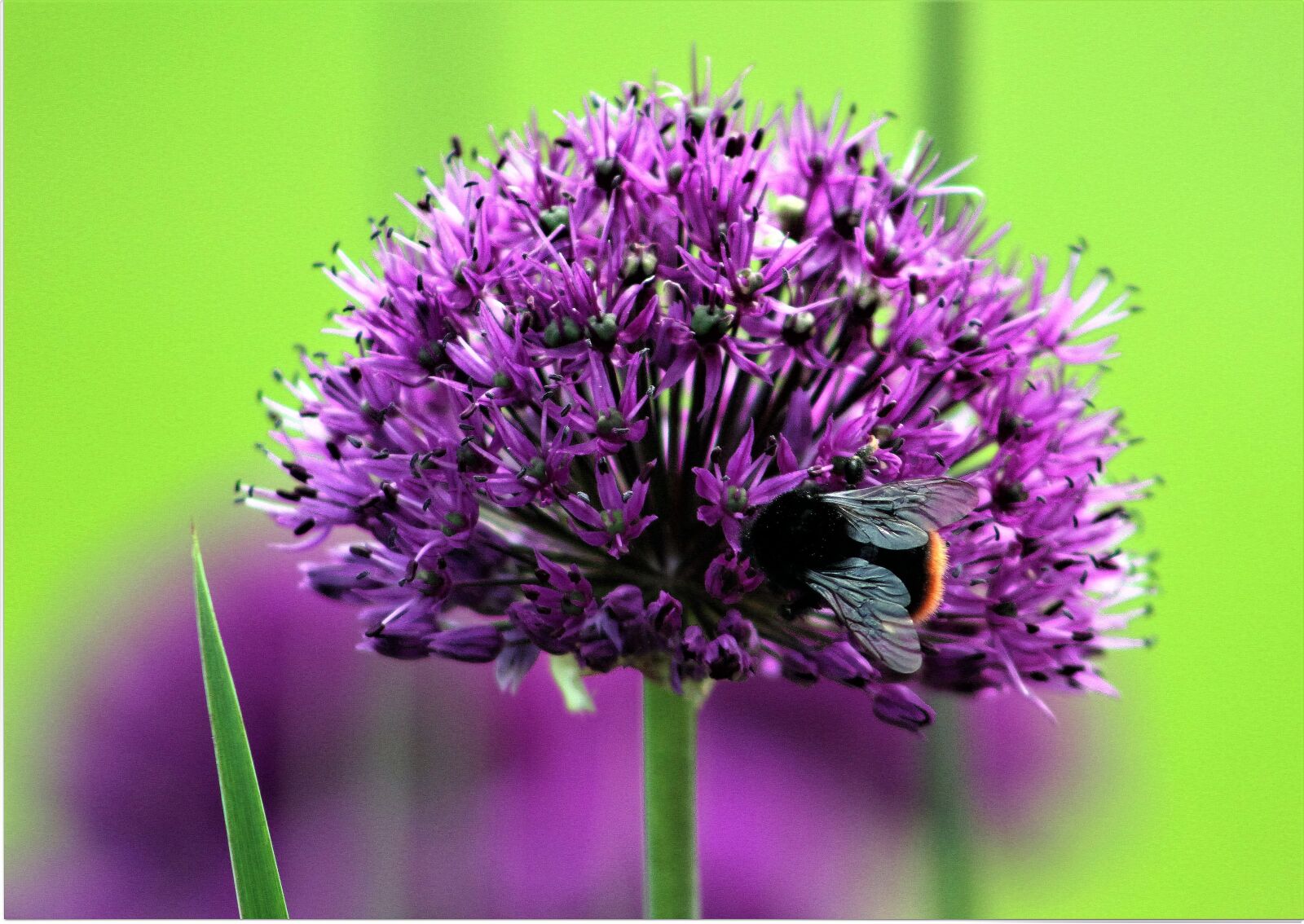 Canon EF75-300mm f/4-5.6 sample photo. Nature, flora, flower photography