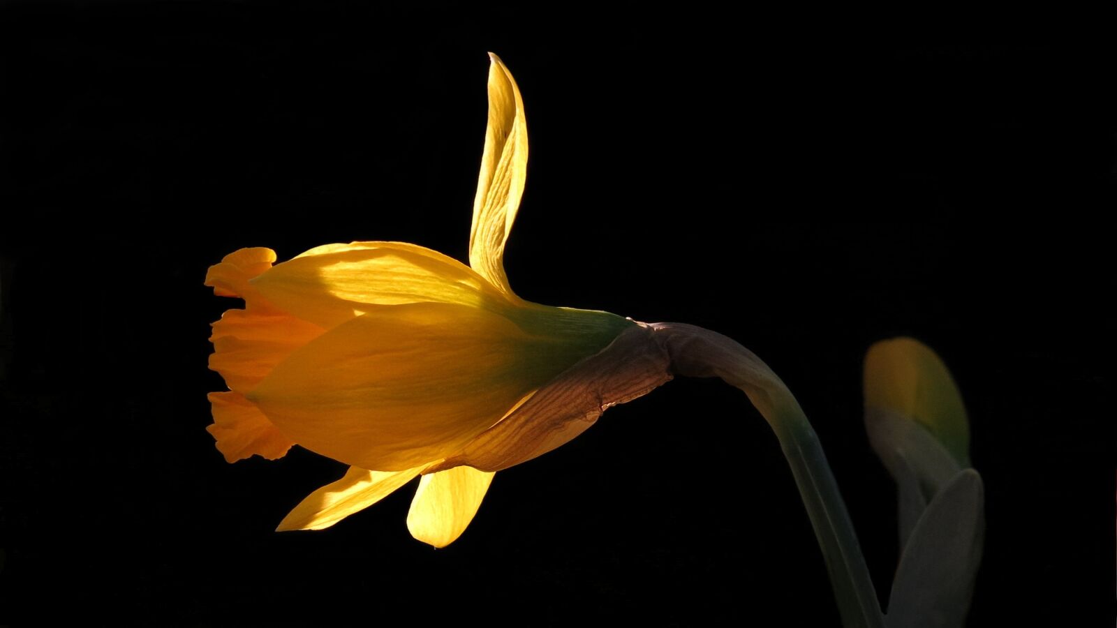 Canon PowerShot G15 sample photo. Narcissus, daffodil, nature photography