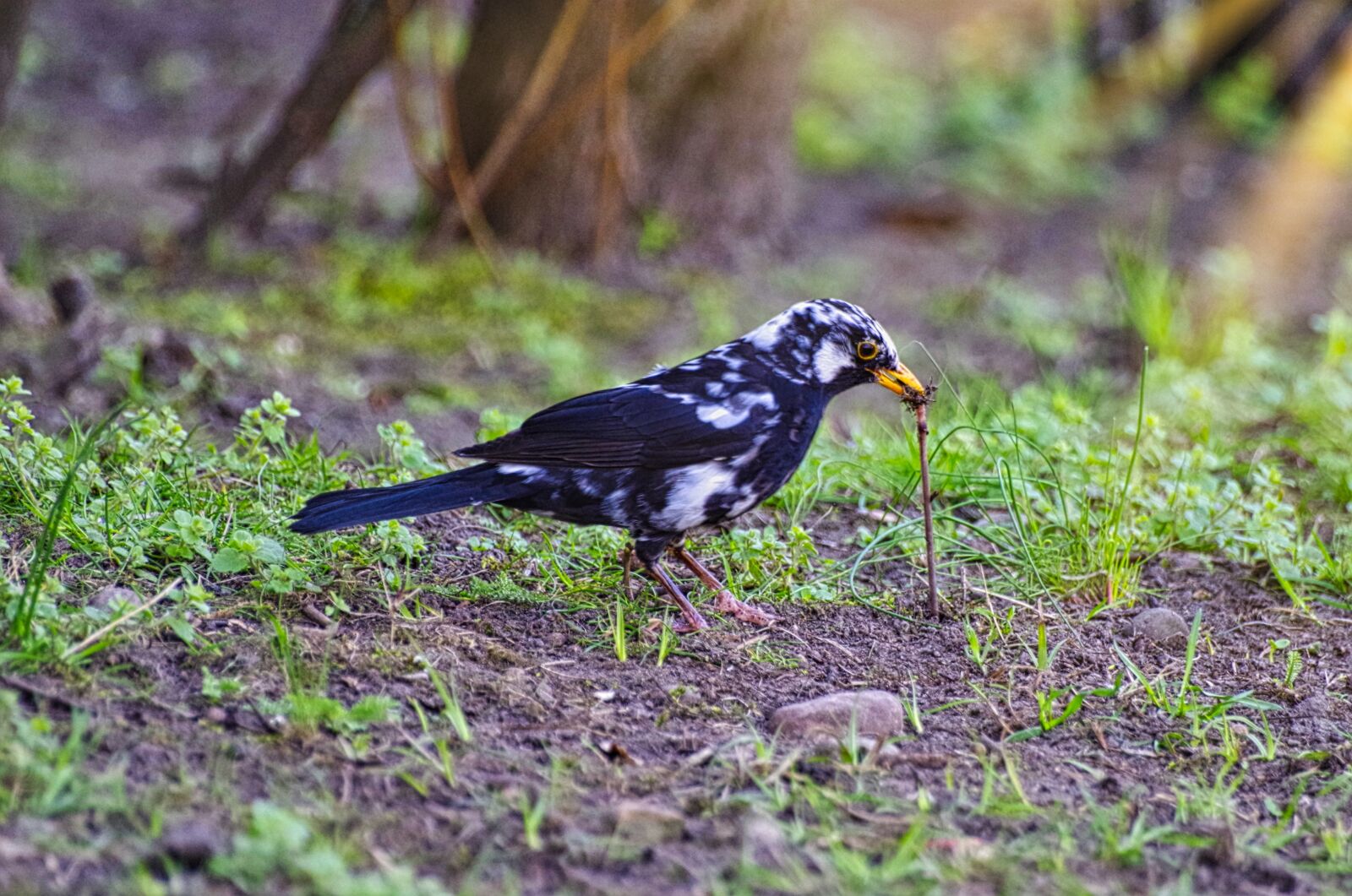 Pentax K-30 sample photo. Blackbird, earthworm, foraging photography