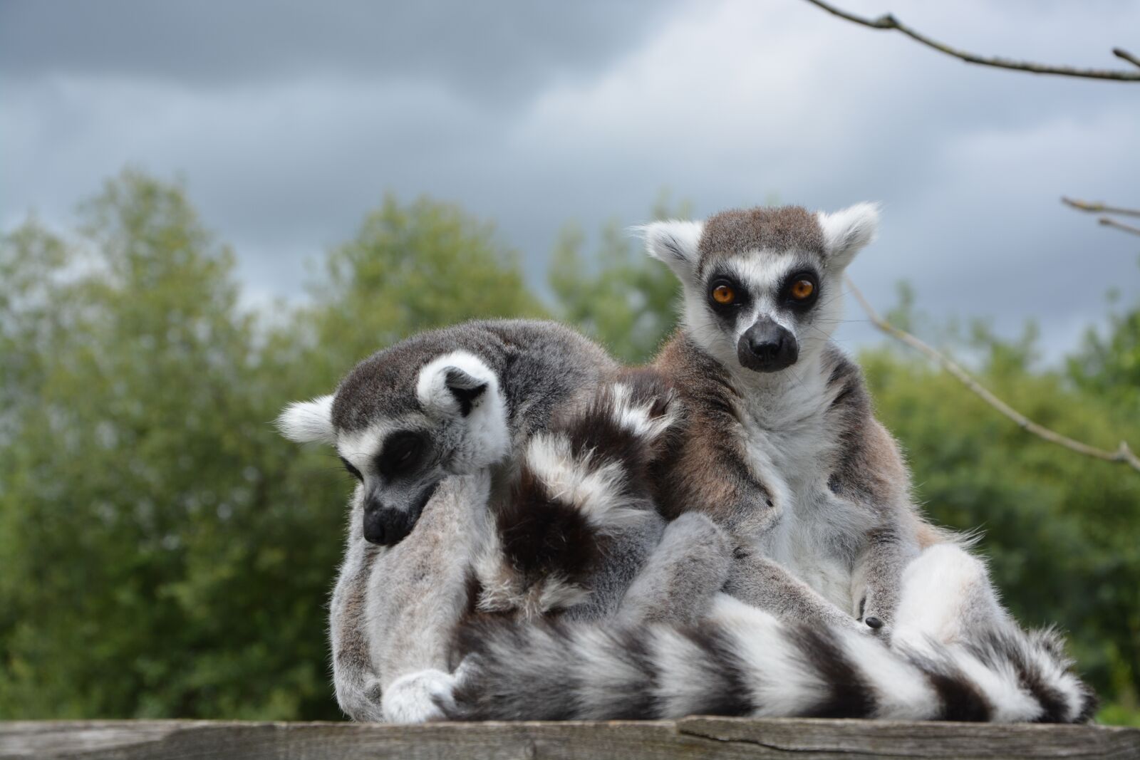 Nikon D5200 sample photo. Lemur, primate, monkey photography