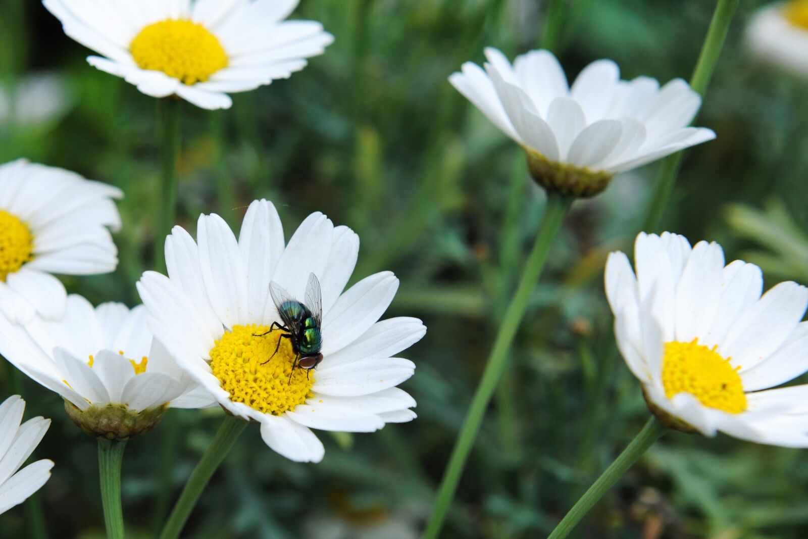 Nikon D3X sample photo. Daisies, mosquito, nature photography