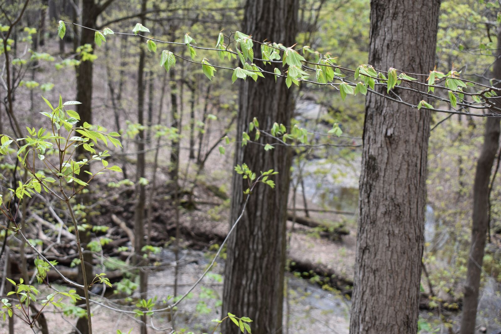 Nikon D3400 sample photo. Trees, branches, nature photography