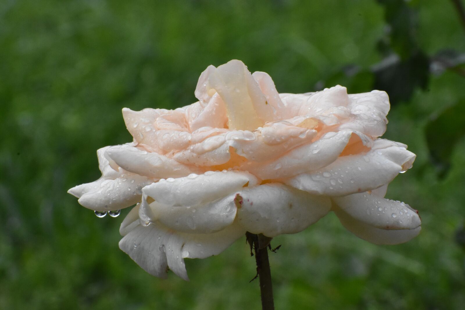Nikon D3400 sample photo. Rose, white, cream photography