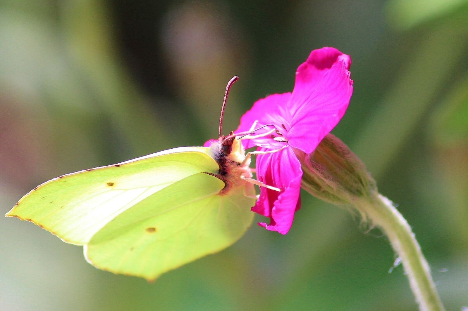 Canon EOS 650D (EOS Rebel T4i / EOS Kiss X6i) sample photo. Gonepteryx rhamni, blossom, bloom photography